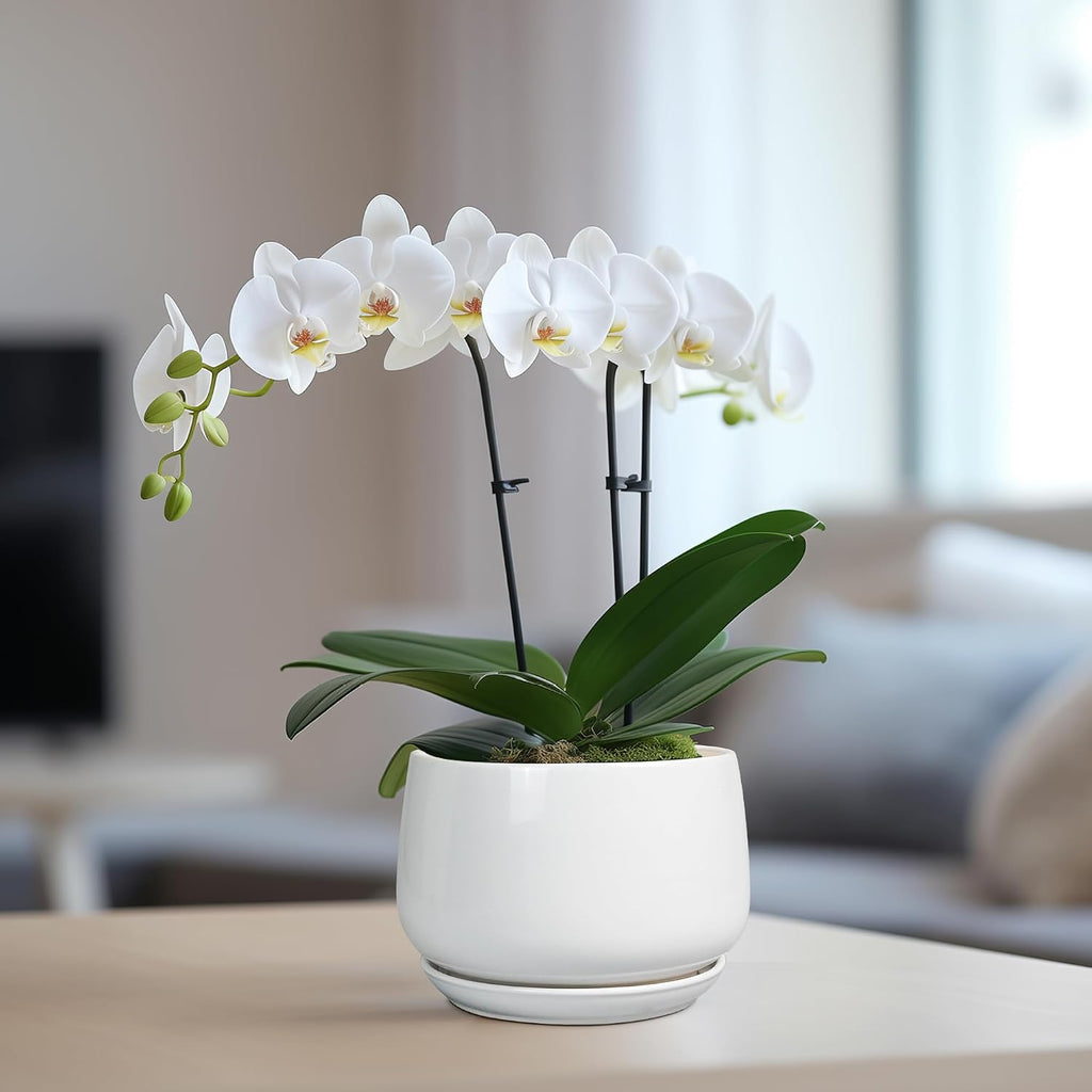 G EPGardening Ceramic Pots for Plants - 6 Inch Planter for Indoor Plants, Flower Pots with Drainage and Ceramic Tray
