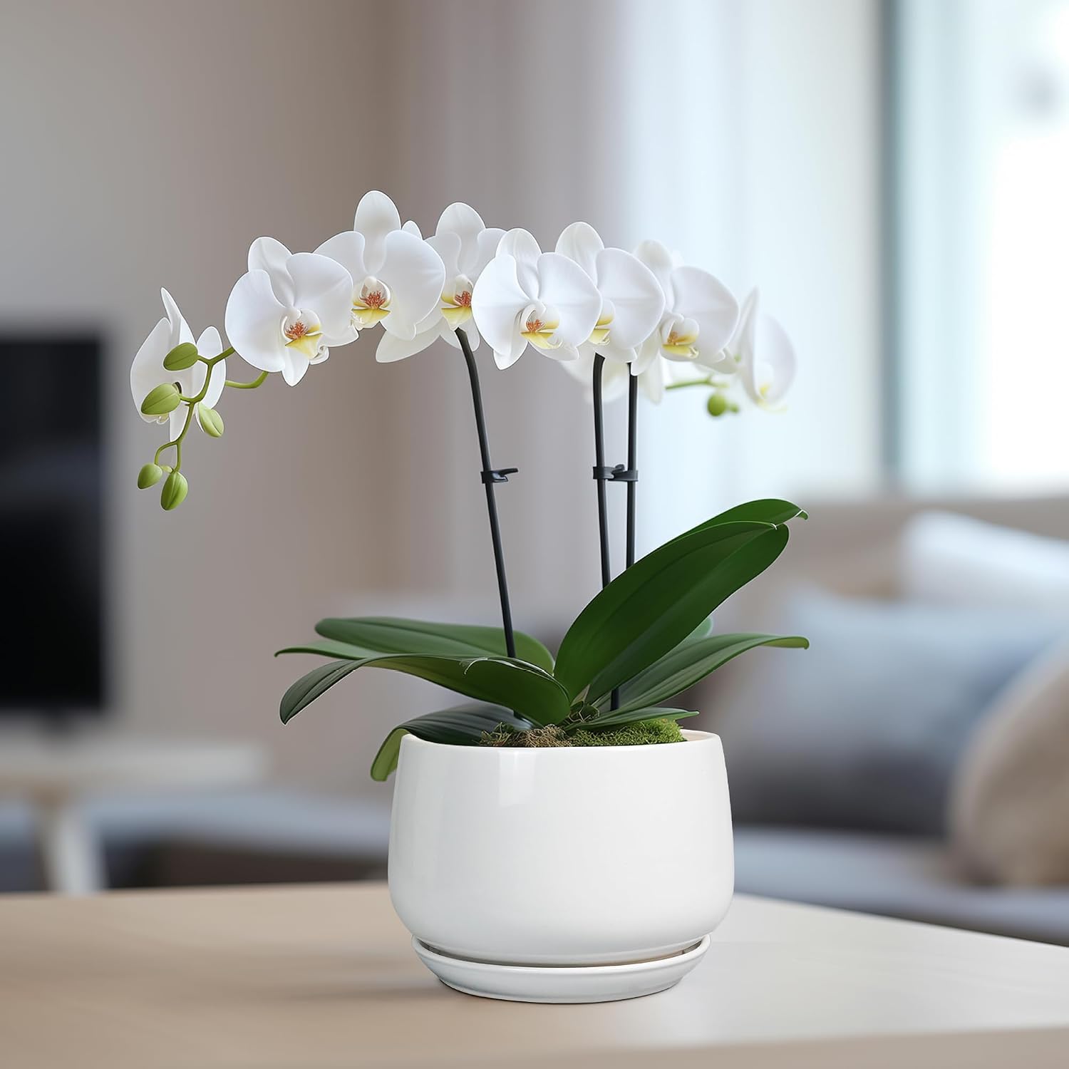 G EPGardening Ceramic Pots for Plants - 6 Inch Planter for Indoor Plants, Flower Pots with Drainage and Ceramic Tray