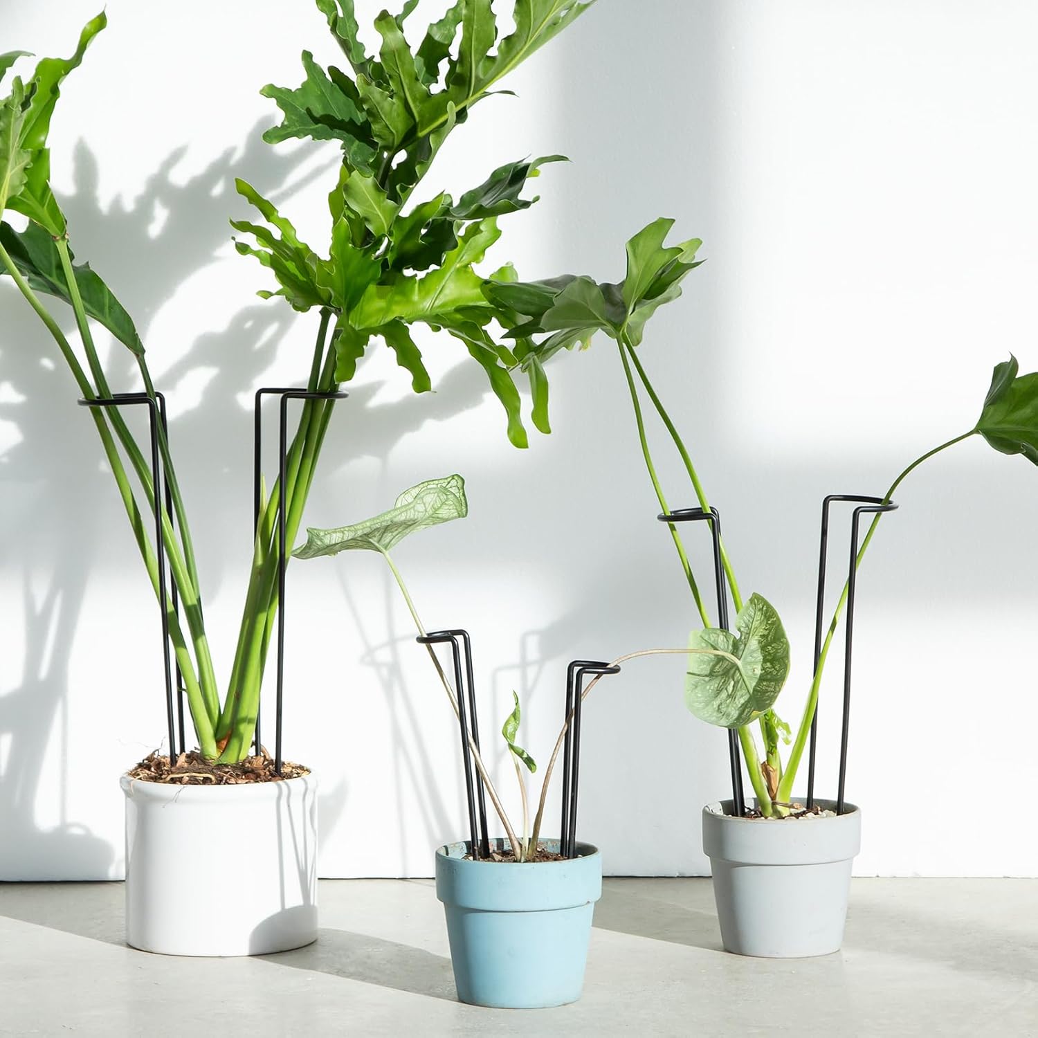 10Pcs Monstera Plant Support - 12" Durable Iron U-Shaped Trellis Stakes | Plant Support Structures & Stakes for Indoor