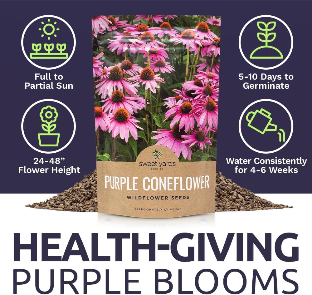 Purple Coneflower Seeds – Bulk Quarter Pound Packet – Over 12,000 Open Pollinated Non-GMO Wildflower Seeds – Echinacea