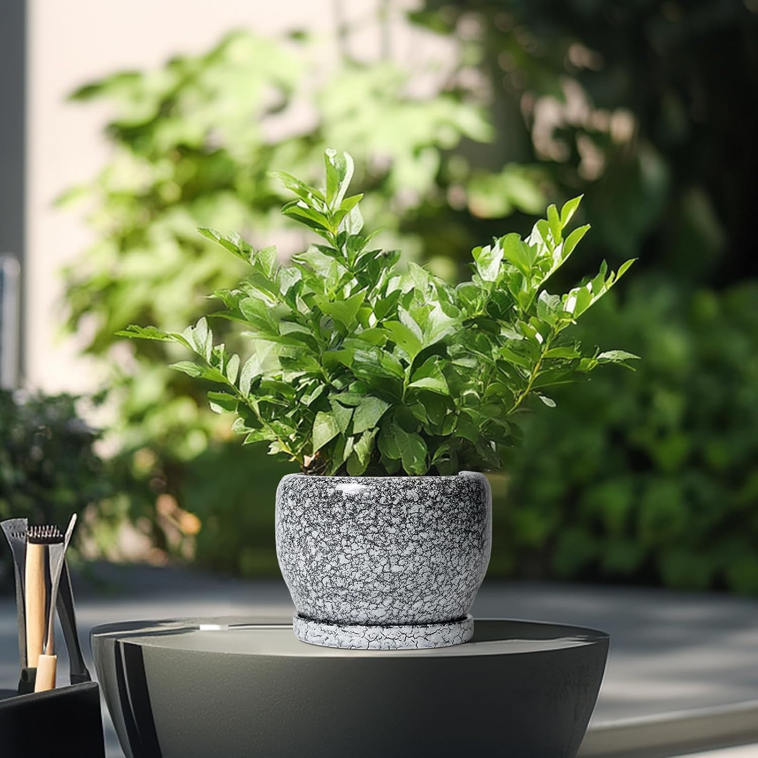 SQOWL Ceramic Pot for Plants - 6 Inch Ceramic Planter for Indoor Outdoor, Decorative Plant Pot with Drainage Hole and