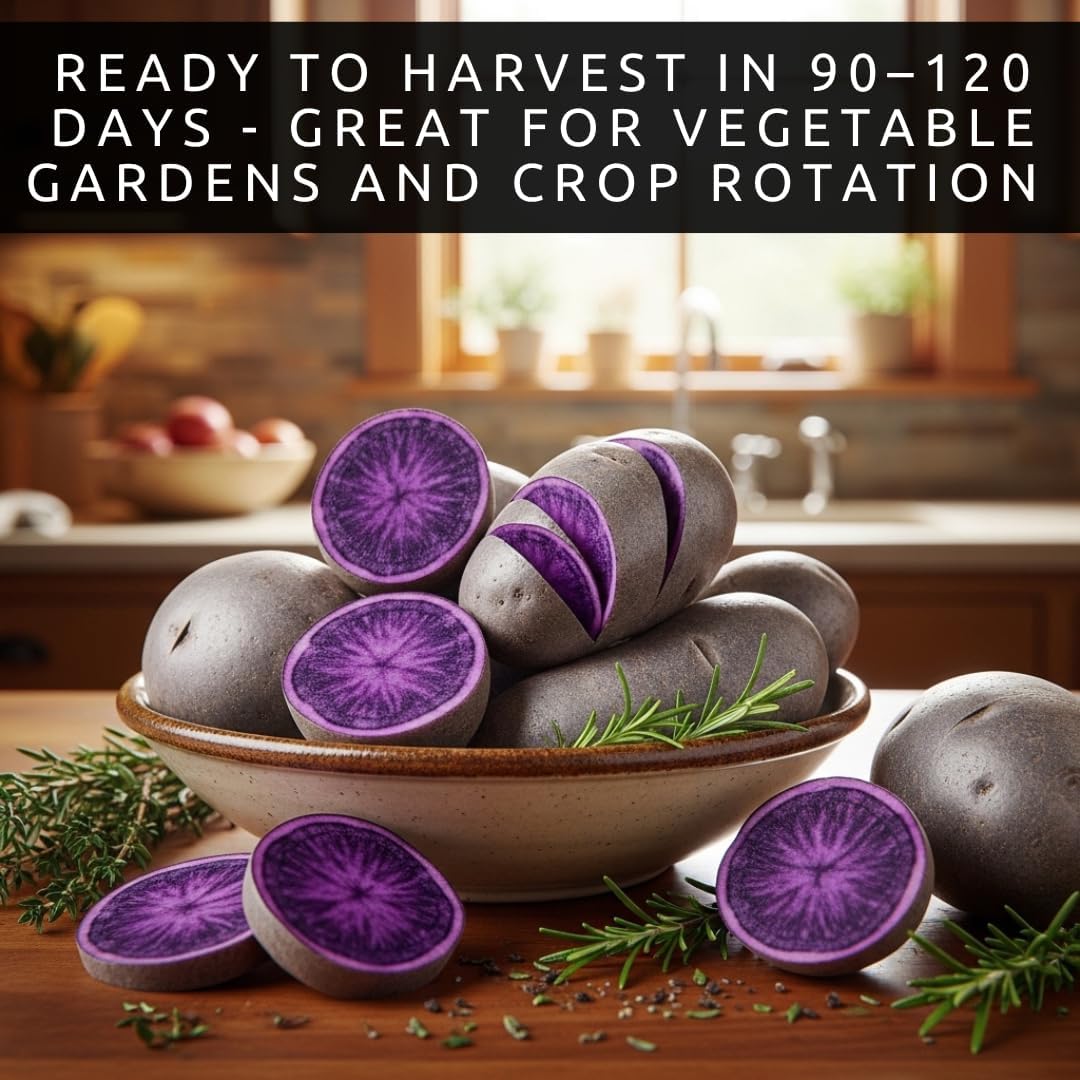 Purple Majesty Seed Potatoes for Planting – 2 lb Pack of Easy-to-Grow, High-Yield, Disease-Resistant Garden Potatoes –
