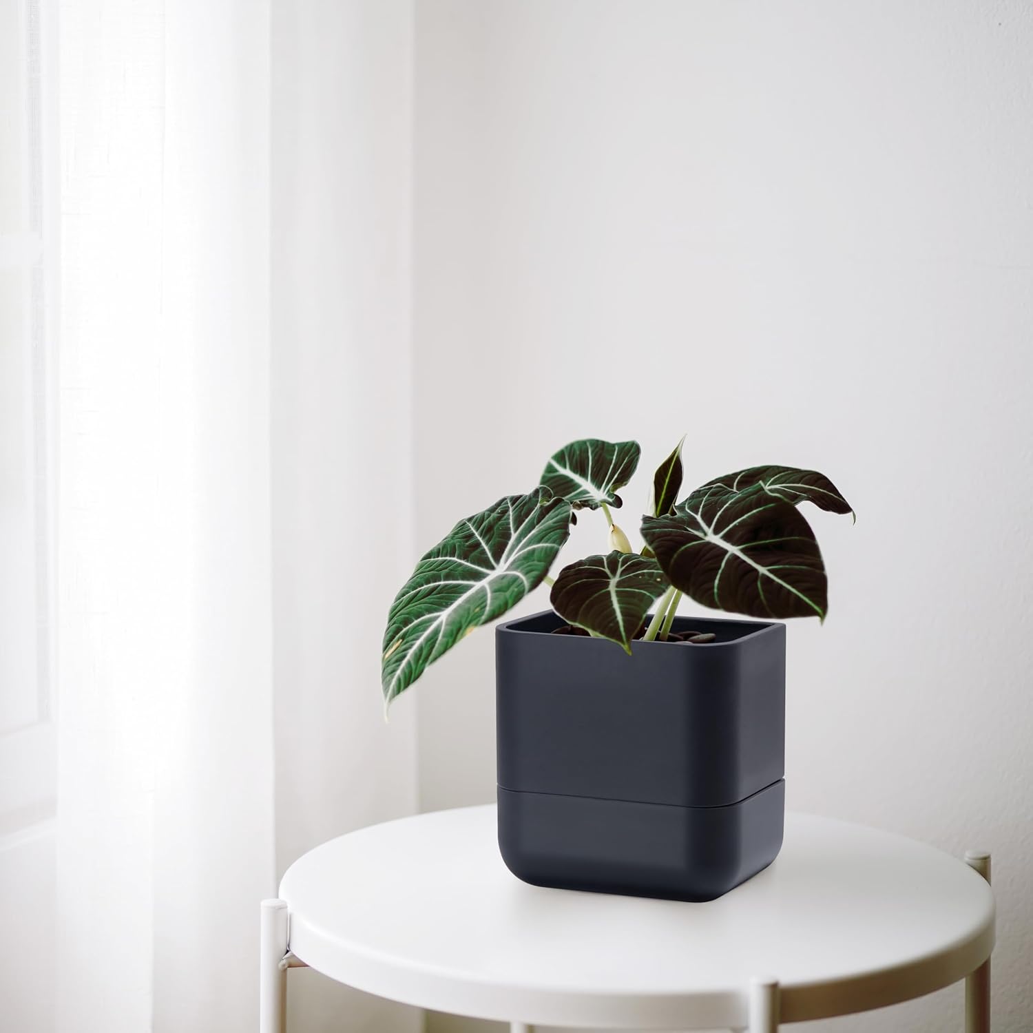 Phoenix Vine 6.5 Inch Wall Mounted Self-Watering Planter Pot for Indoor Houseplants and Herbs | Hanging Planter for