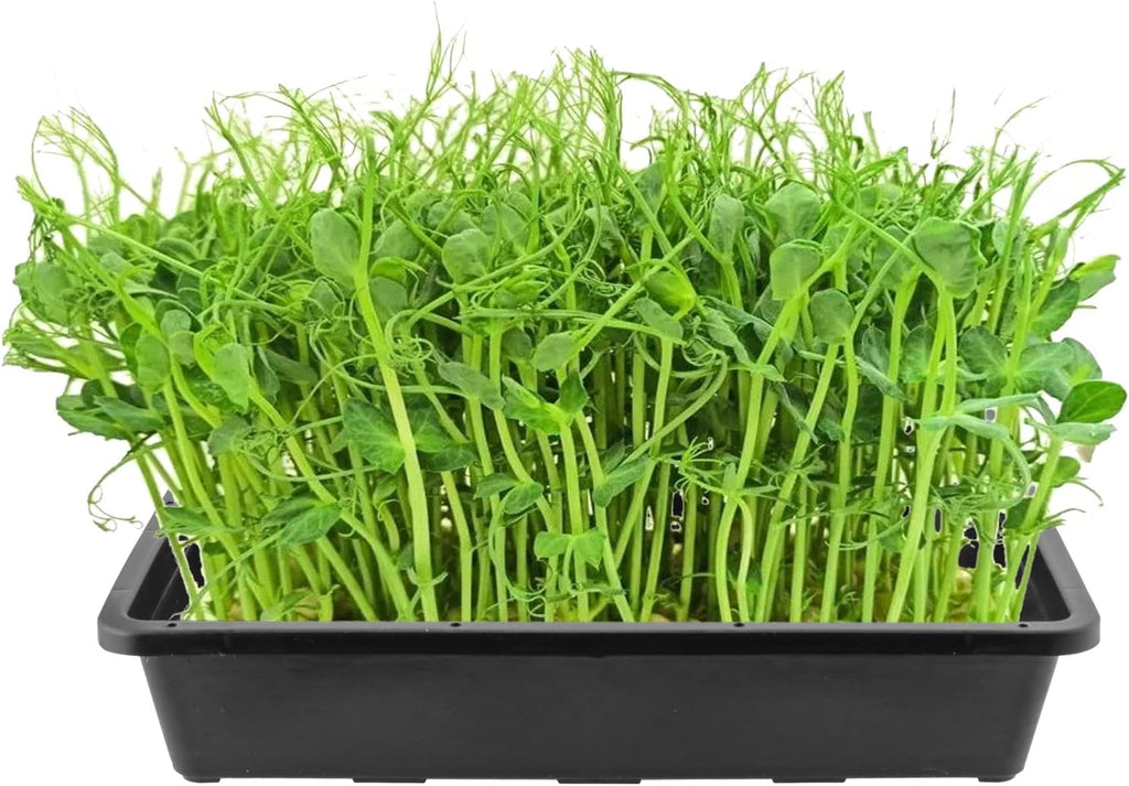 KEILEOHO 12 Pack Plastic Mesh Trays, Black Seed Sprouting Trays, Mesh Bottom Microgreens Growing Tray, Nursery Tray for