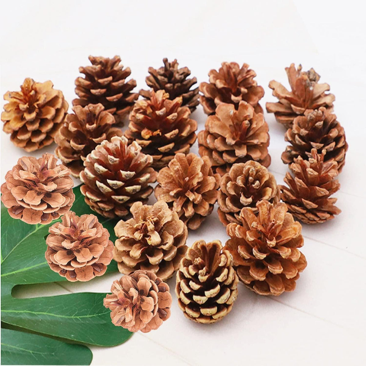 25 Pack Natural Pine Cones for DIY Christmas Tree Fall Decor
