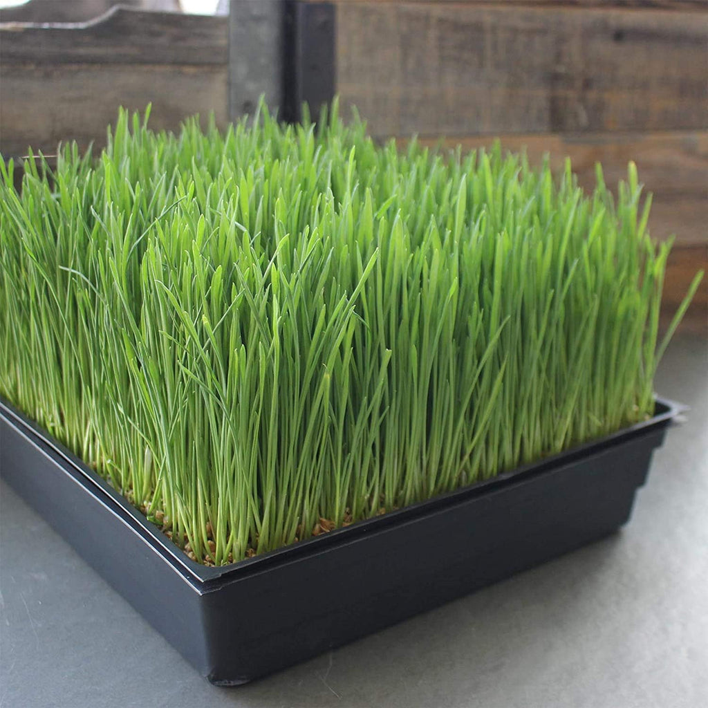 Handy Pantry 10" x 10" Garden Growing Trays with Drain Holes - 50-Pack | Recyclable Plastic Plant Trays for Wheatgrass