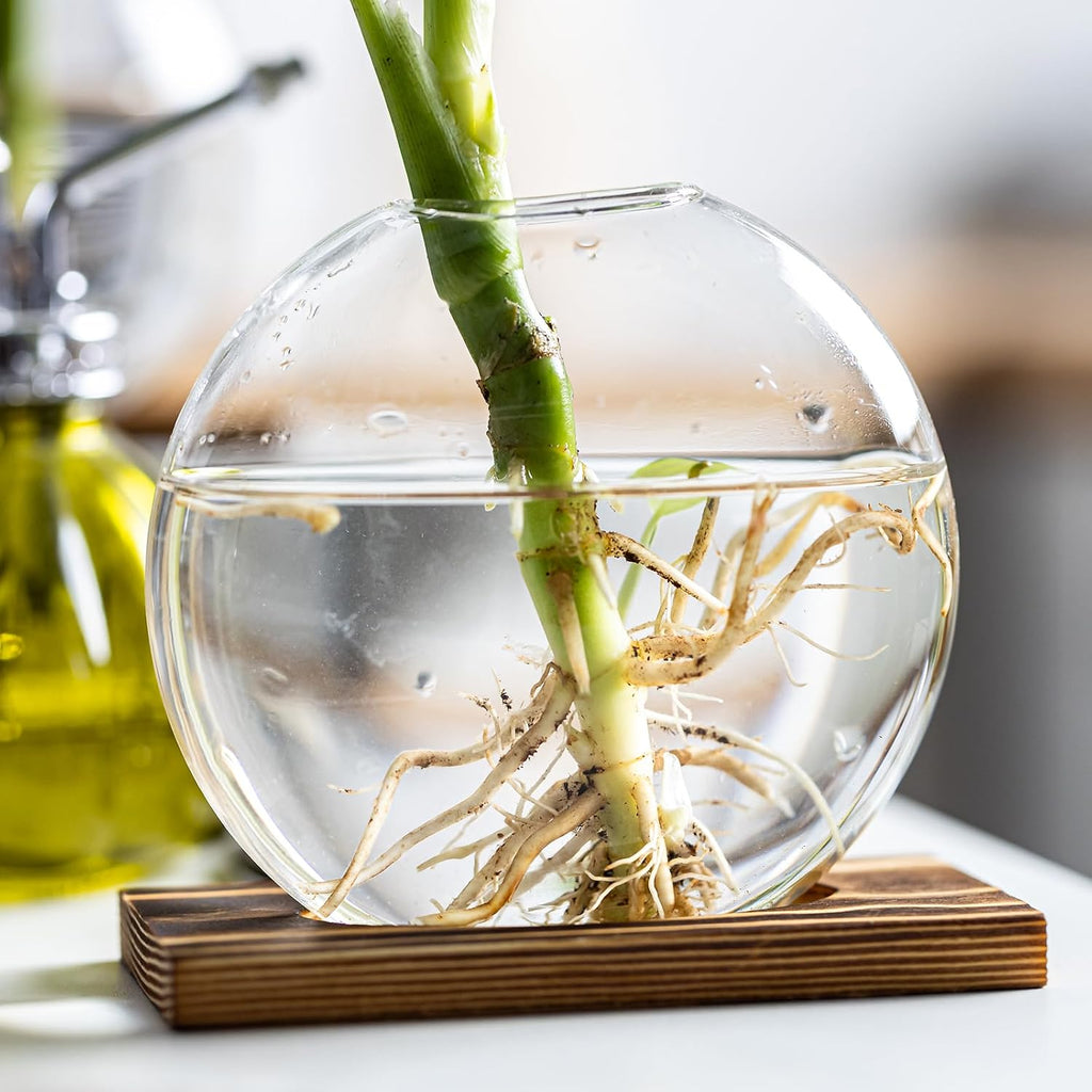 Glass Planter Propagation Station with Wooden Base - Clear Oblate Hydroponic Vase, Decorative Desktop Flower Vase for