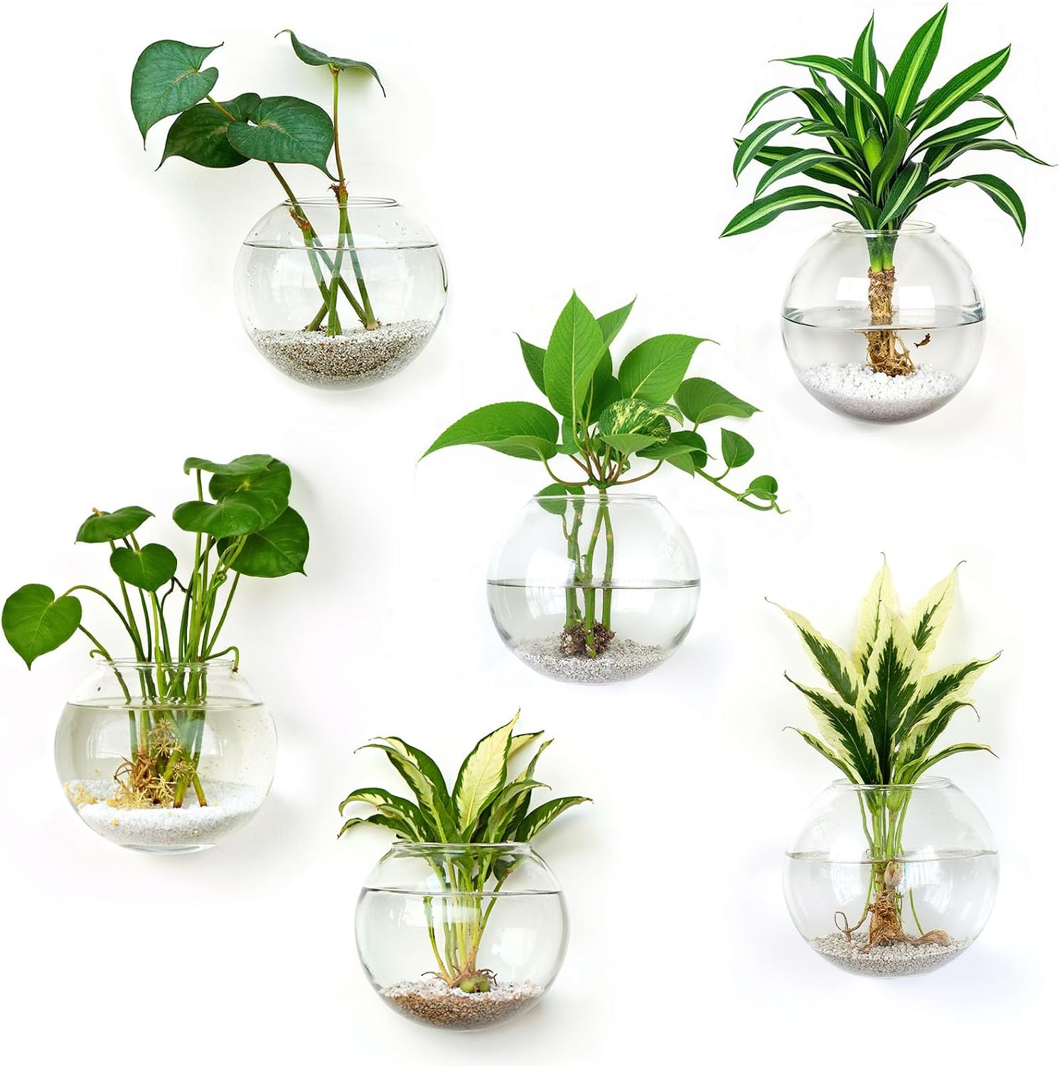 DomeStar Set of 6 Wall Vases, Wall Mounted Propagation Station | Hanging Glass Vases, Terrarium Station for