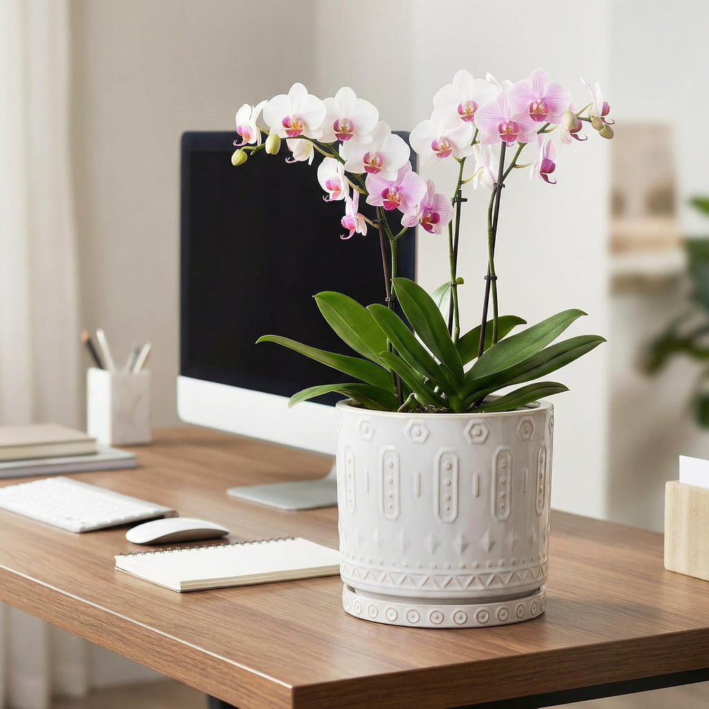Eightpot 8 Inch Plant Pot, Ceramic Planter for Indoor Plants Outdoor, Round Planter with Drainage Hole and Tray, Boho