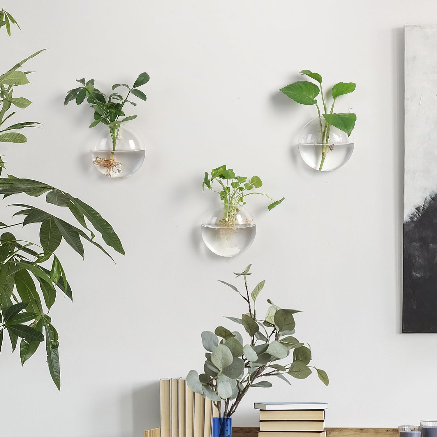 Wall Propagation Planters 6 Pack Wall Glass Planters Wall Plant Holder | Glass Wall Vase, Indoor Hydroponic Decor