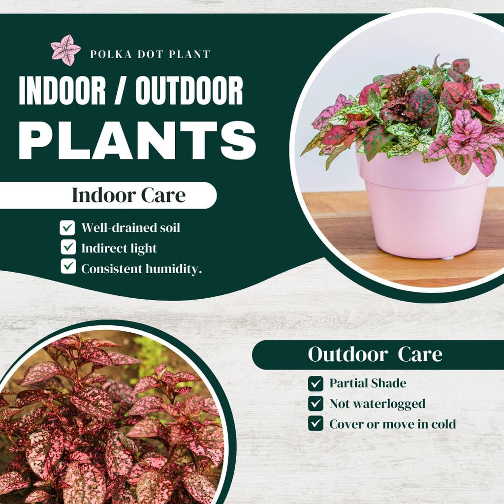 Polka Dot Plant Collection (4-Pack) - House Plants Indoors Live, Air Purifying Live Indoor House Plants, (Red, White