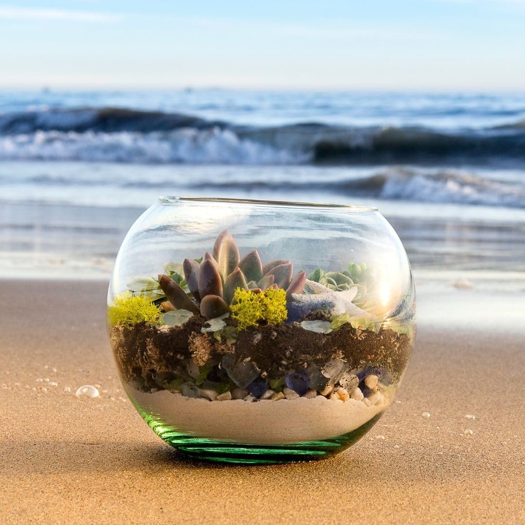 SuperMoss (90420) Beach Terrarium DIY Kit – Create Stunning Nature-Inspired Mini Gardens – Perfect for Home Decor