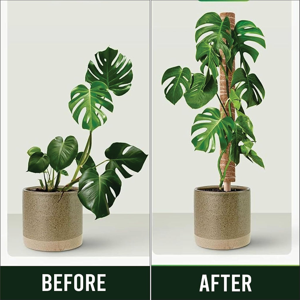 Moss Pole Pack of 4 – 50CM Monstera Plant Support | Natural Coco Coir Plant Poles for Indoor Plants | Extendable Moss
