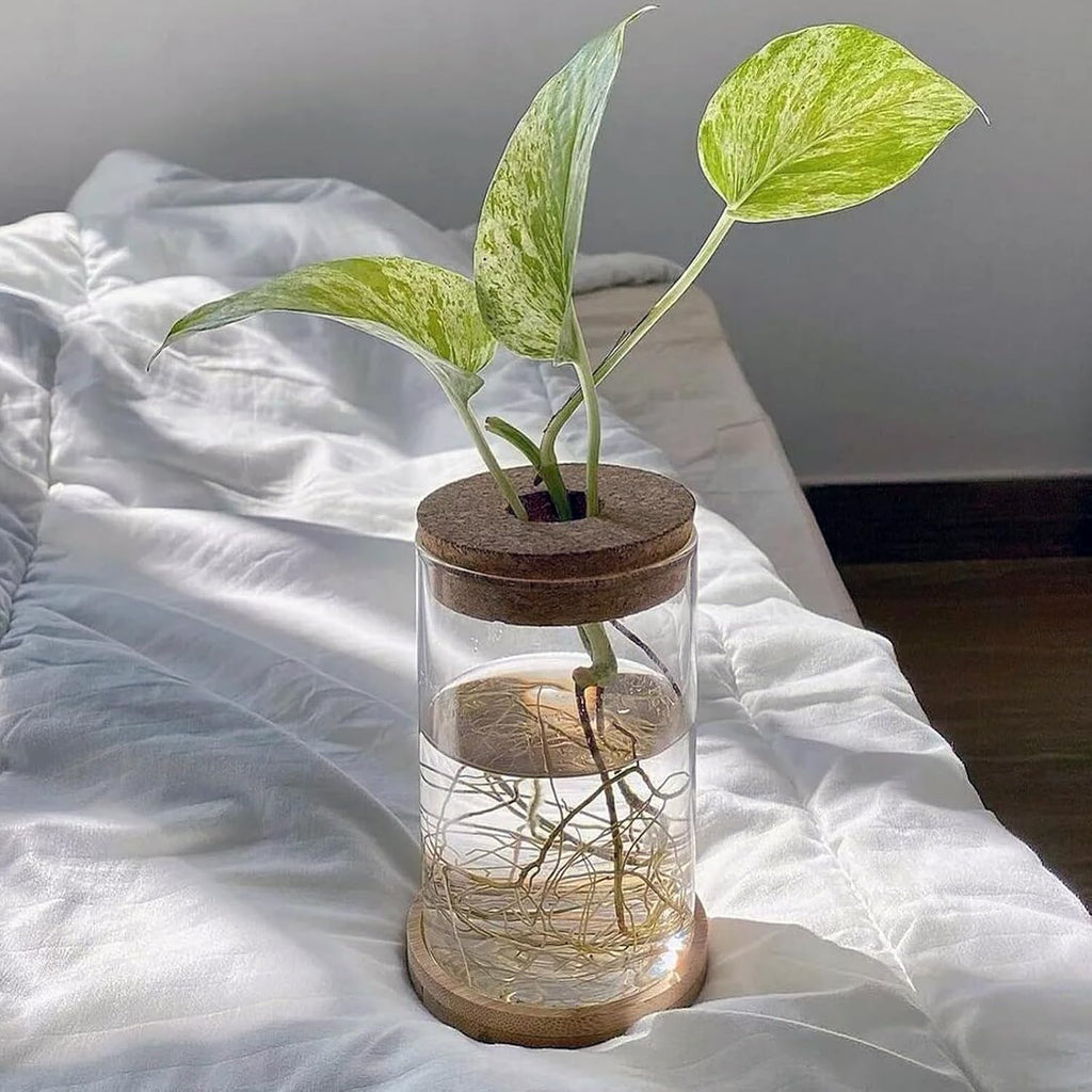 HOZEON 8 PCS Glass Planter Vase, Desktop Plant Terrarium, Tabletop Propagation Station Hydroponic Glass Planter for