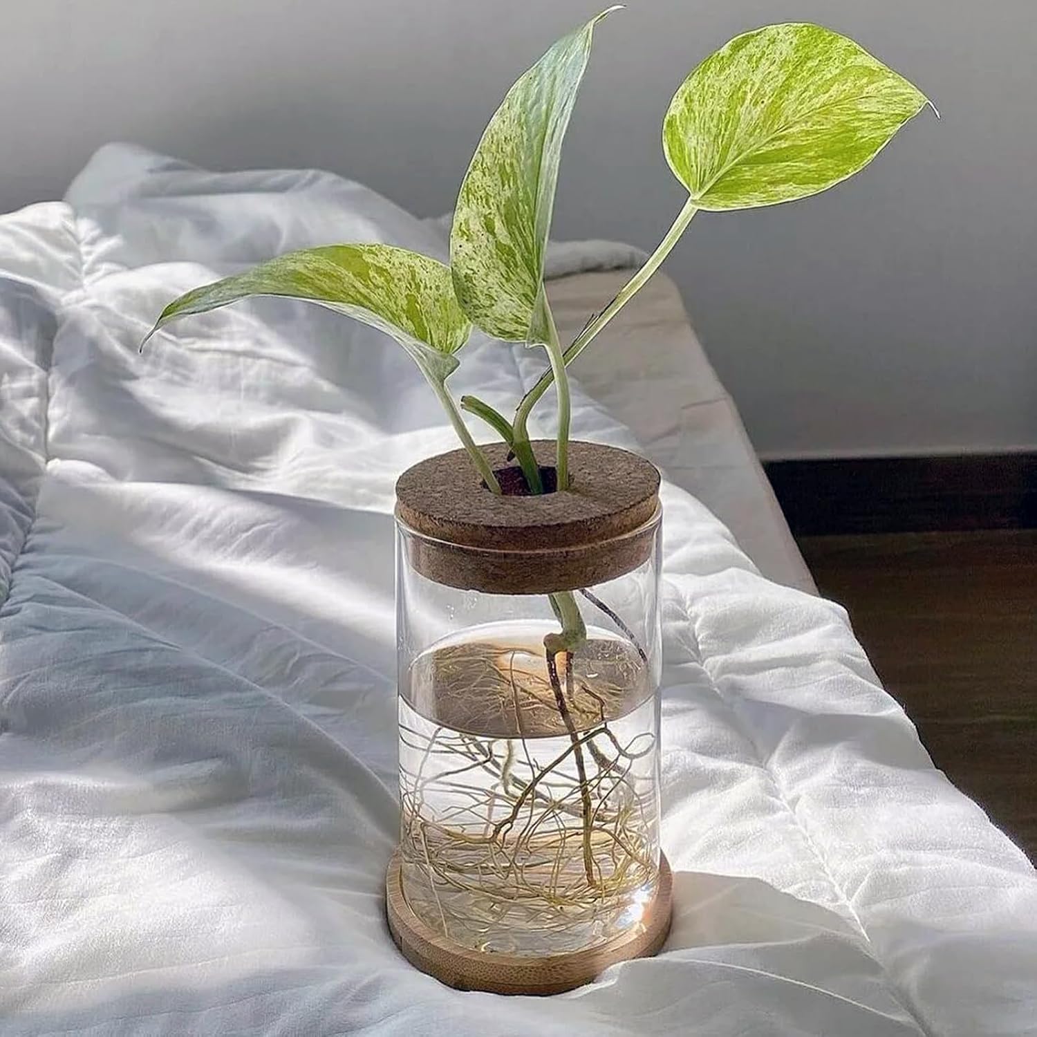 HOZEON 8 PCS Glass Planter Vase, Desktop Plant Terrarium, Tabletop Propagation Station Hydroponic Glass Planter for