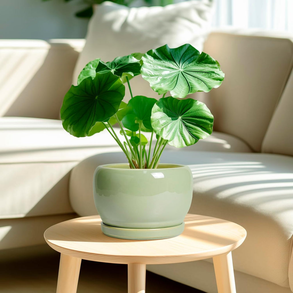 SQOWL 8 Inch Plant Pot - Ceramic Planters with Drainage Hole and Tray, Round Flower Pot for Indoor Plants, Modern