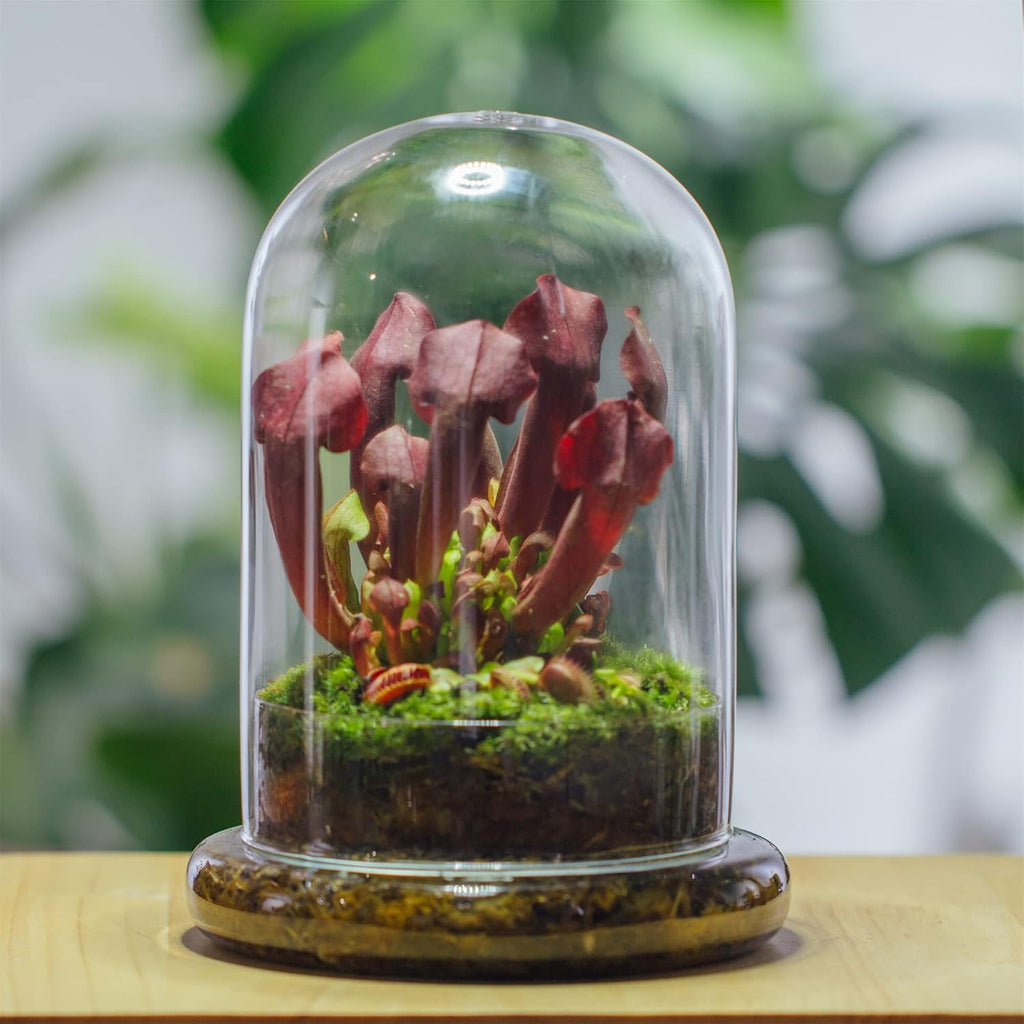 NCYP Glass Cloche Dome with Air Hole and Base, 5.9 x 5.9 x 8.2 Inches, Clear Terrarium Planter for Venus Flytrap, Small