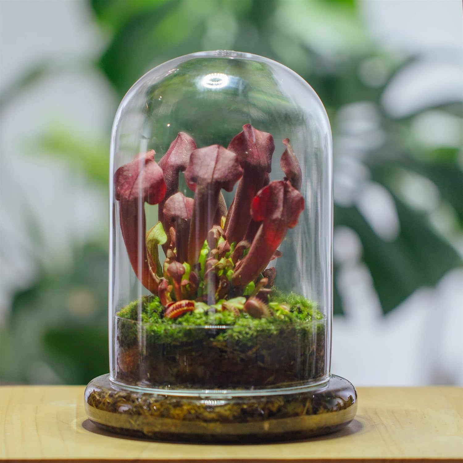 NCYP Glass Cloche Dome with Air Hole and Base, 5.9 x 5.9 x 8.2 Inches, Clear Terrarium Planter for Venus Flytrap, Small