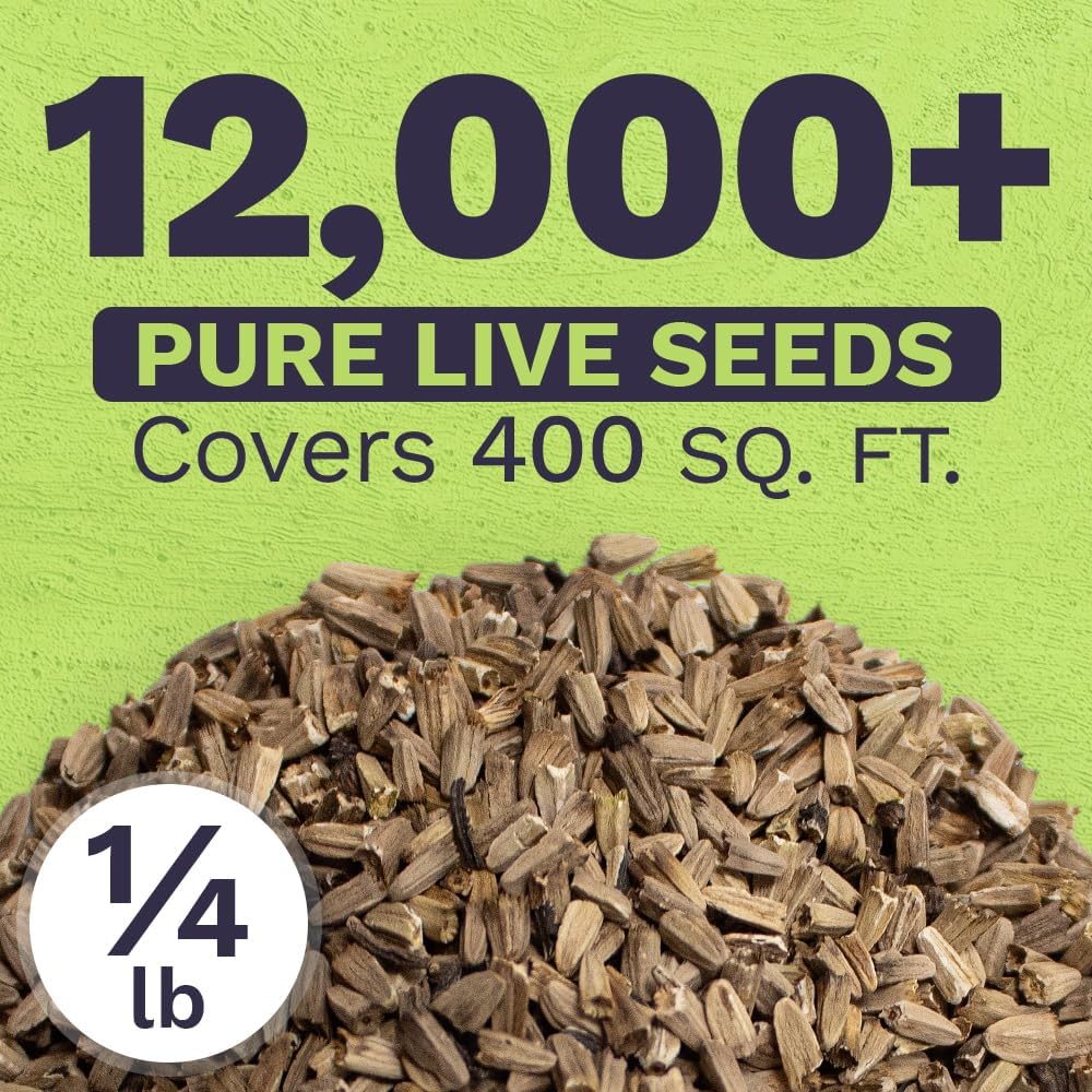 Purple Coneflower Seeds – Bulk Quarter Pound Packet – Over 12,000 Open Pollinated Non-GMO Wildflower Seeds – Echinacea