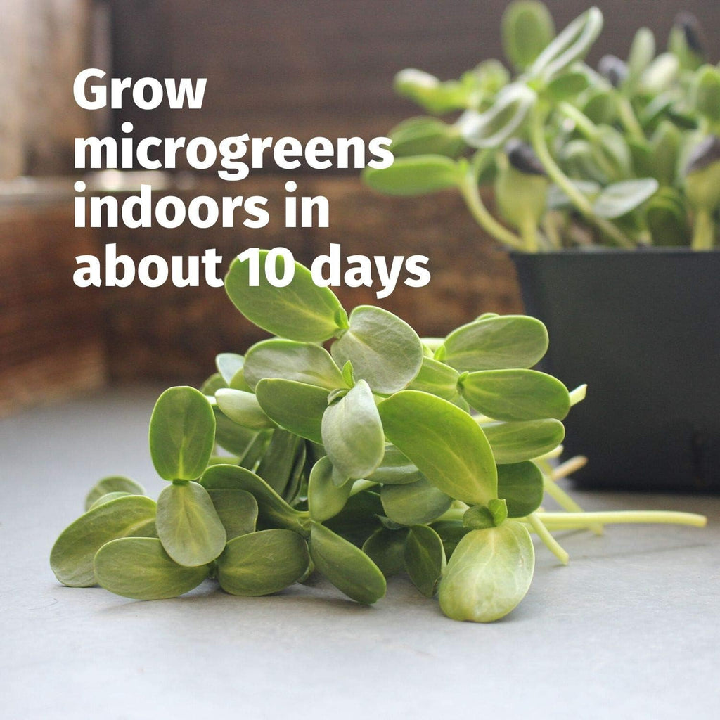 Handy Pantry Hydroponic Sectional Microgreens Growing Kit - Grow | Micro Greens & Herbs Indoor Gardening: All Supplies