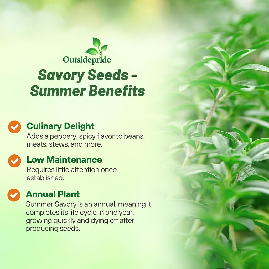 Outsidepride Summer Savory Seeds - 1 lb Annual Culinary Herb Seeds for Planting with Aromatic Leaves, Drought Tolerant