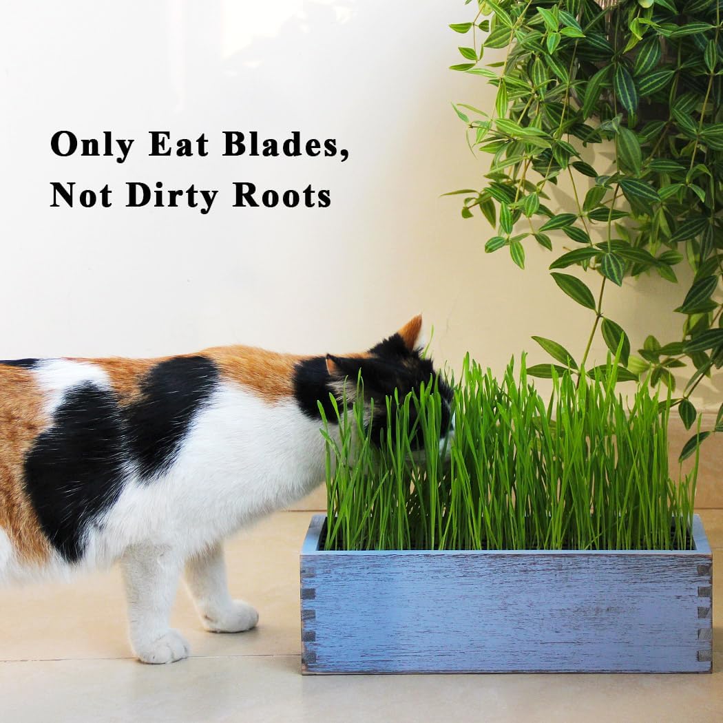 Wooden Cat Grass Planter (no Seeds Included) Anti Digging Design | with Potting Soil Disks, Anti-Digging Grid and