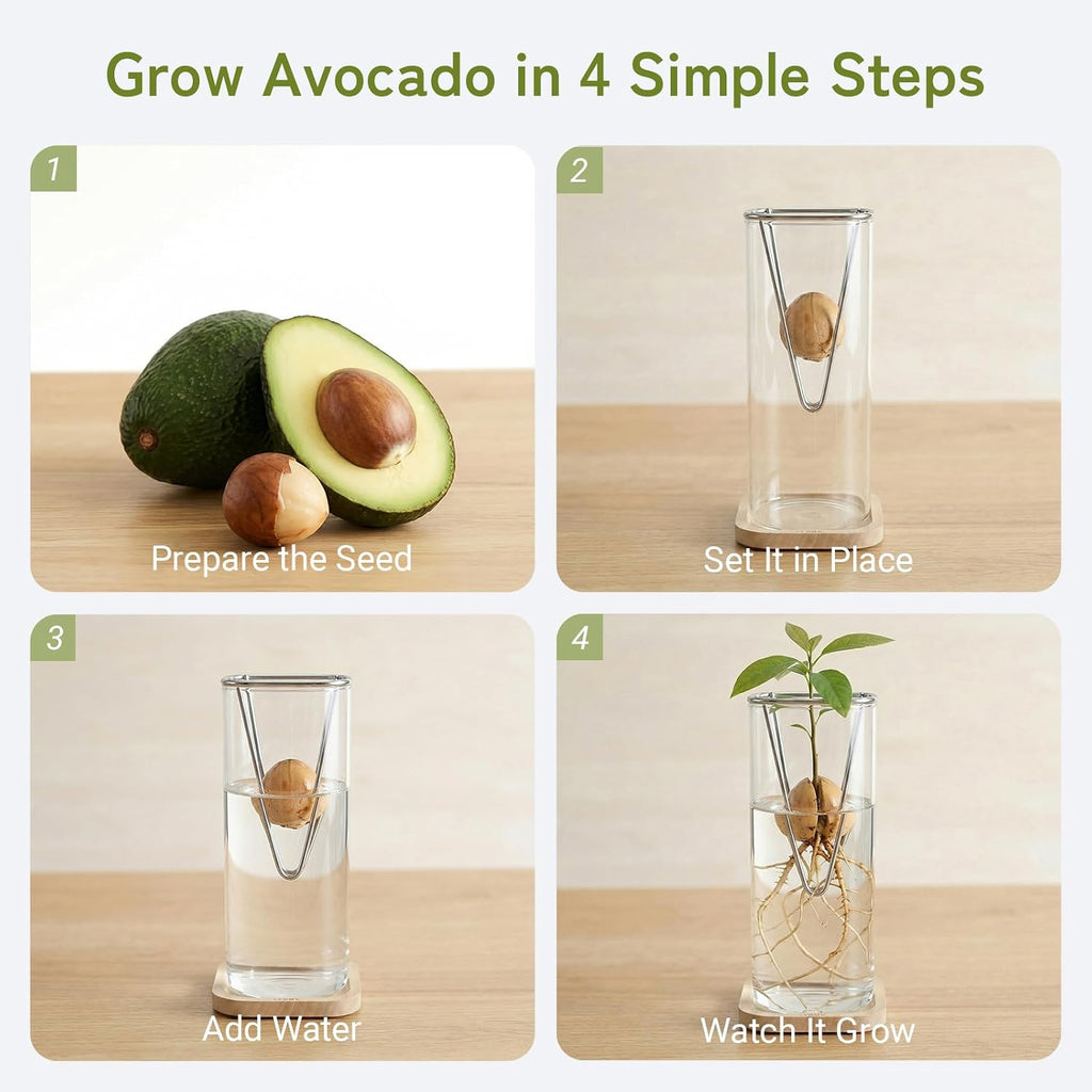 Avocado Seed Growing Kit, Set of 2 Glass Vases with Stainless Steel Holder & Wood Base, Avocado Growing Vase Hydroponic