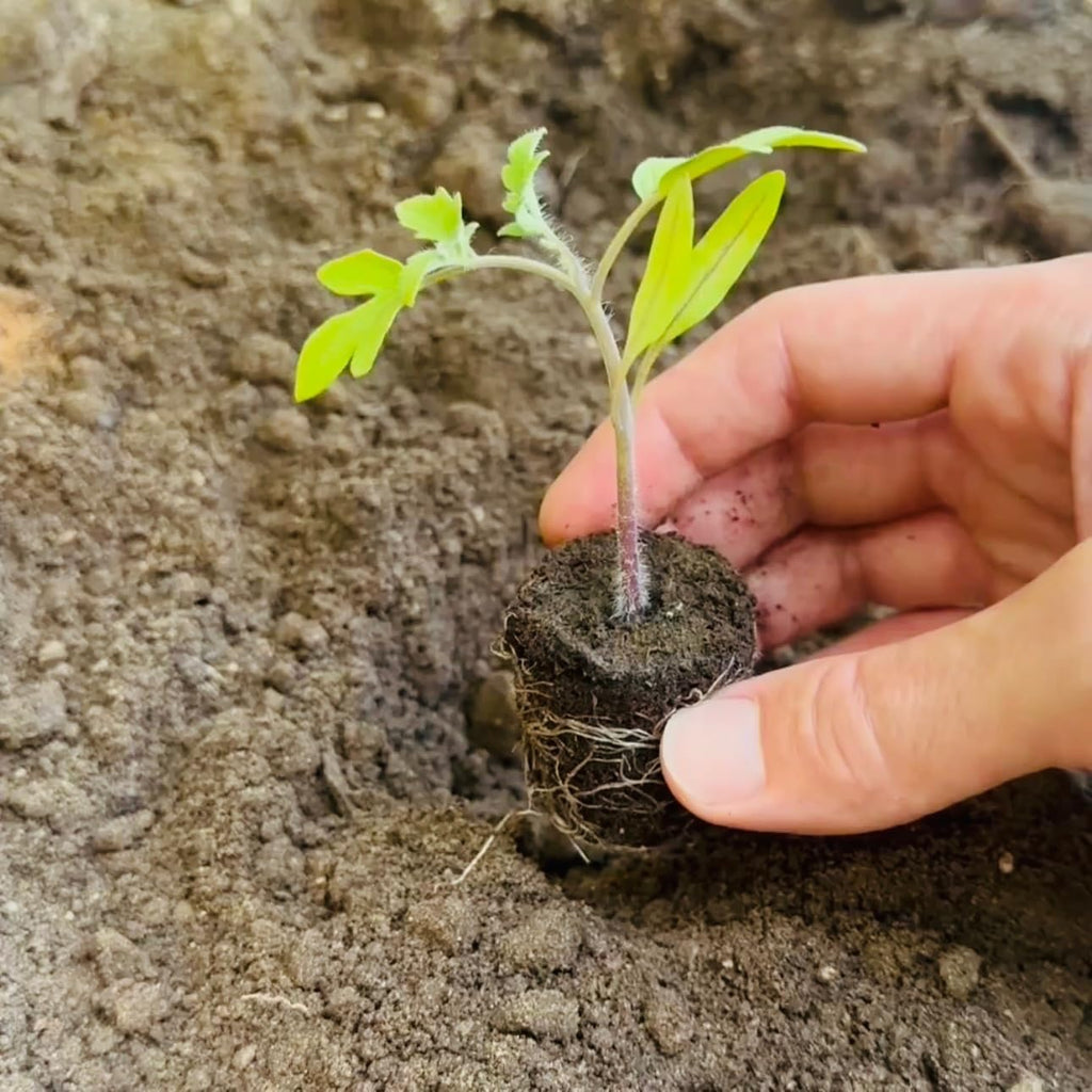 Farmers Bundle: Ready-to-Plant Seedlings, Starts, Plugs, Garden-Ready, Live Plants, Transplants, Pre-sprouted, for Soil