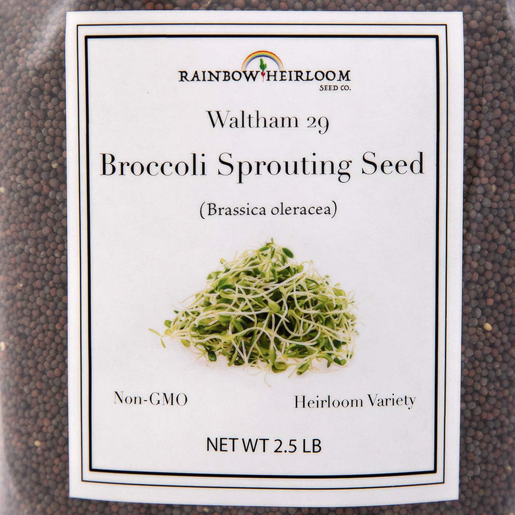 Broccoli Seeds for Sprouting & Microgreens | Waltham 29 Variety | Non GMO & Heirloom Seeds | Bulk 2.5 LB (40 oz)