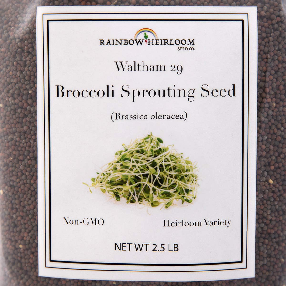 Broccoli Seeds for Sprouting & Microgreens | Waltham 29 Variety | Non GMO & Heirloom Seeds | Bulk 2.5 LB (40 oz)