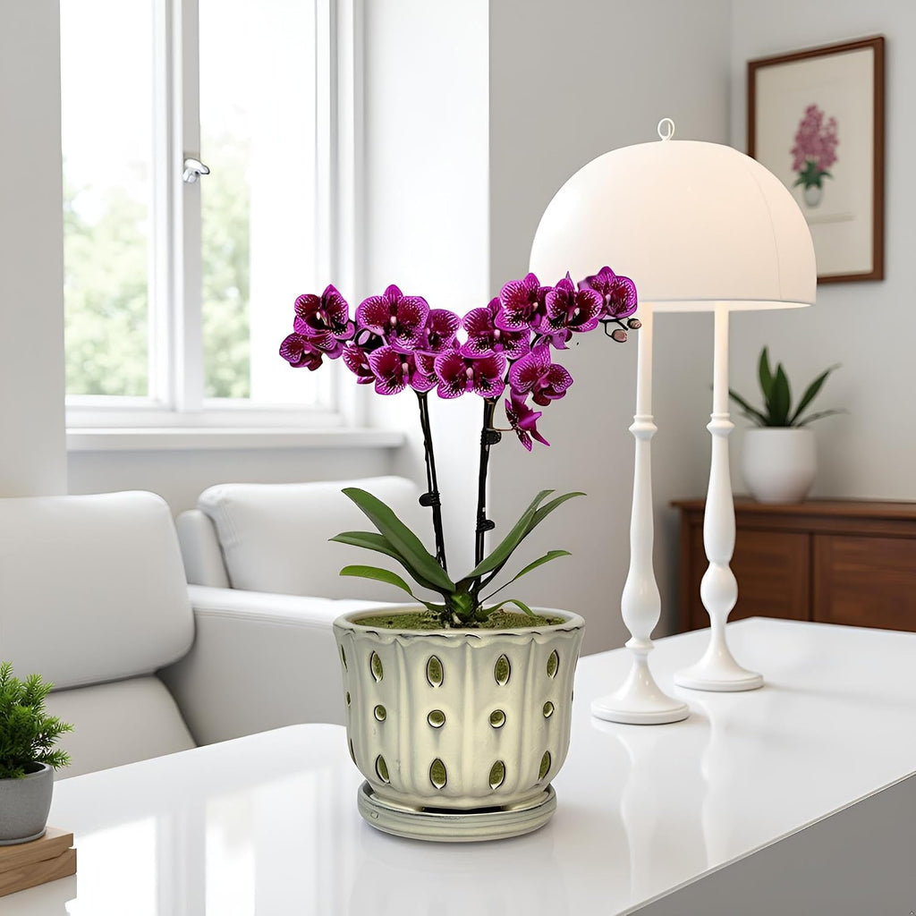Ceramic Orchid Pot With Attached Saucer and Drainage Hole 6'' (Cream) | Orchid Planter,Orchid Ceramic Pot,Orchid Pots