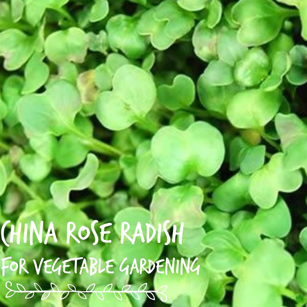 Mountain Valley Seed Co China Rose Radish Sprouting Seeds 5 Lb Non-GMO | China Rose Radish Seeds for Microgreens