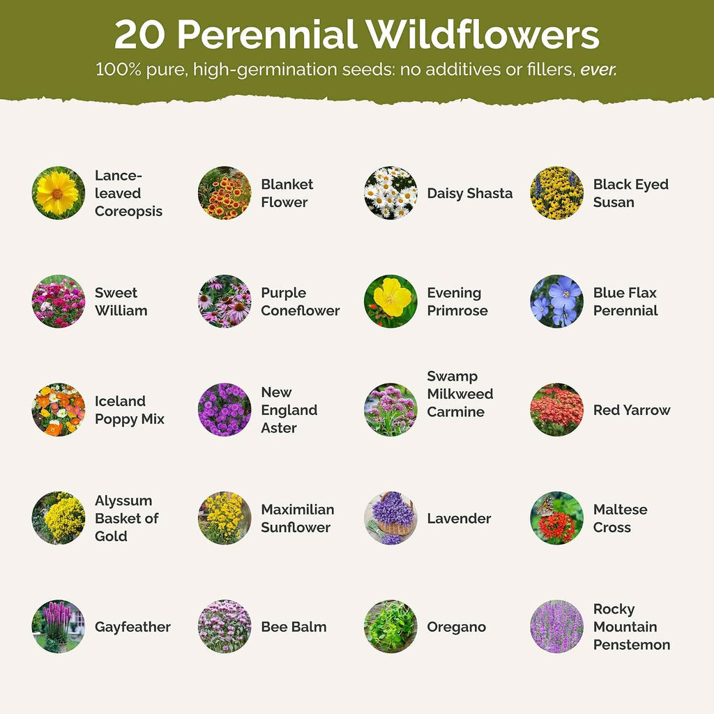 Eden Brothers Perennial Pollinator Wildflower Mixed Seeds, 1/4 lb | Mixed Seeds for Planting, 120,000+ Seeds with Blue