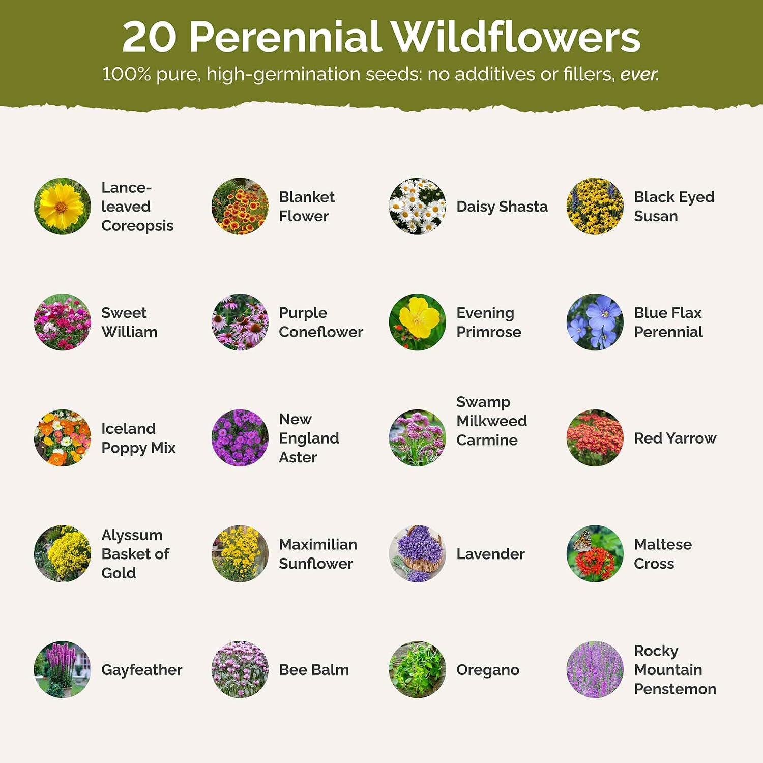 Eden Brothers Perennial Pollinator Wildflower Mixed Seeds, 1/4 lb | Mixed Seeds for Planting, 120,000+ Seeds with Blue