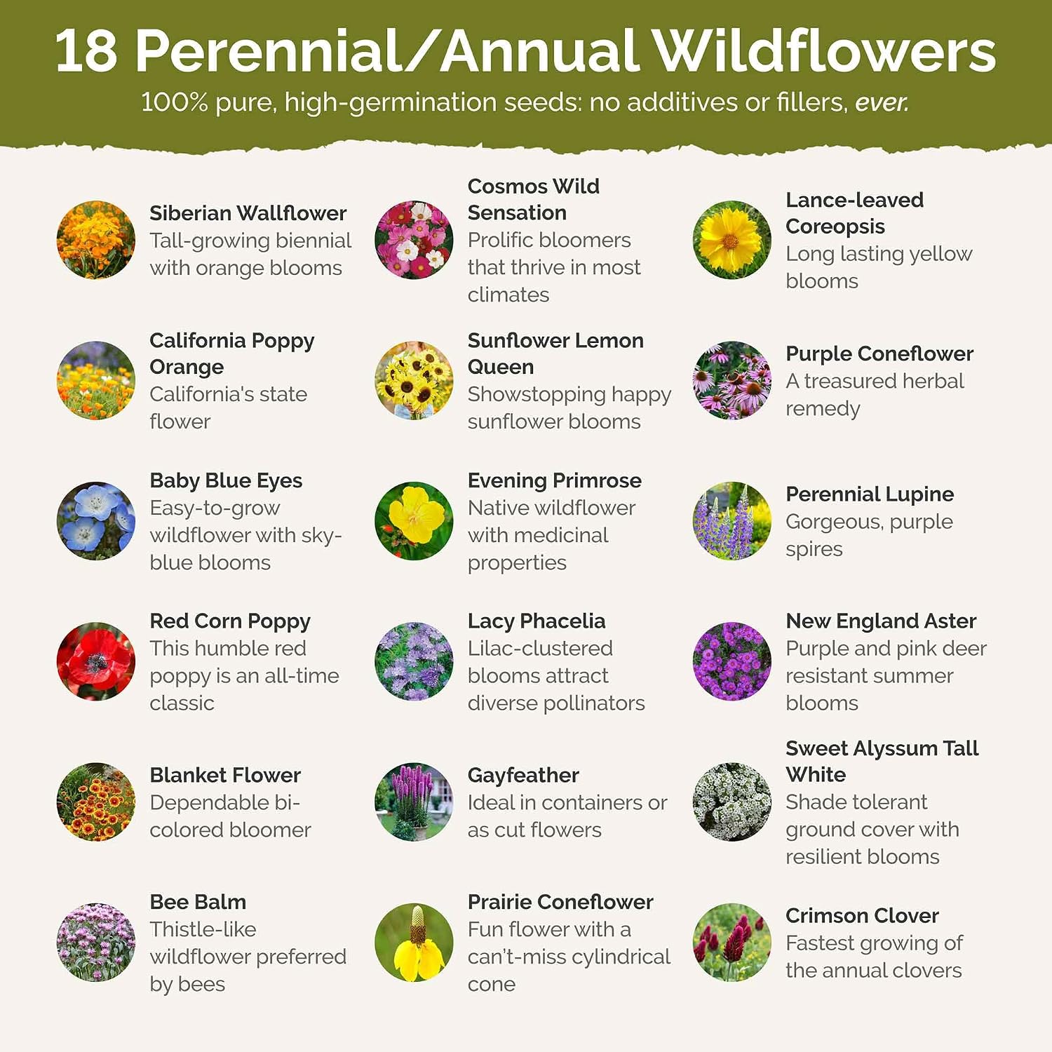 Eden Brothers South Carolina Wildflower Mixed Seeds for Planting, 1/4 lb | 120,000+ Seeds with WallFlower, Primrose