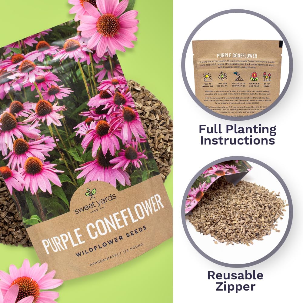 Purple Coneflower Seeds – Bulk Quarter Pound Packet – Over 12,000 Open Pollinated Non-GMO Wildflower Seeds – Echinacea