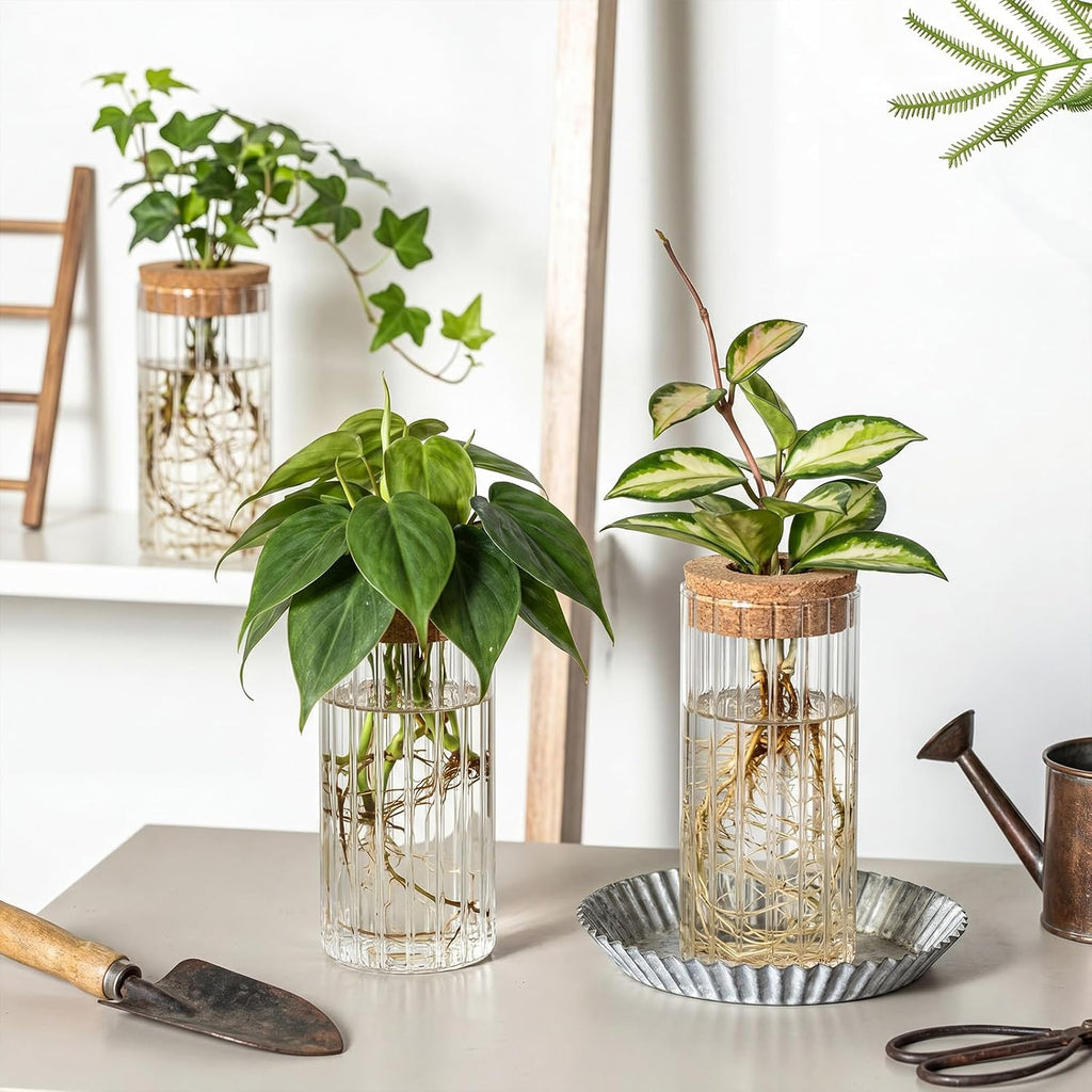 6 Set Propagation Station Jar Desktop Glass Planter Station Flower Vases Water Terrarium Jar with Cork Lid for