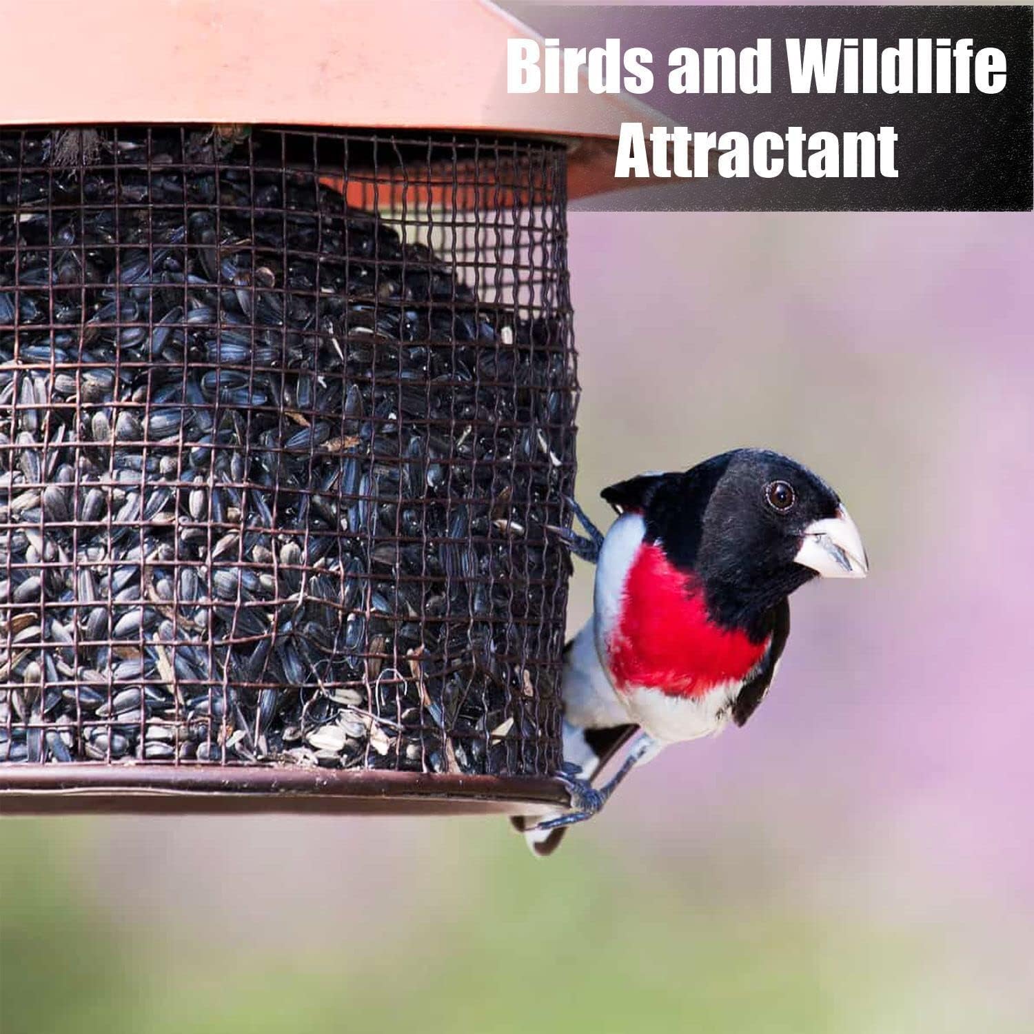 Wildlife Black Oil Sunflower Seeds for Birds and Wildlife, Non-GMO & USA Grown on Small Farms (50 lbs)