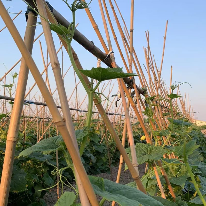 Plant Bamboo Post,4Feet,65Pcs,Bamboo Garden Stakes,Bamboo Stakes,for Tomato,Beans,Vegetable and Flowers, Potted