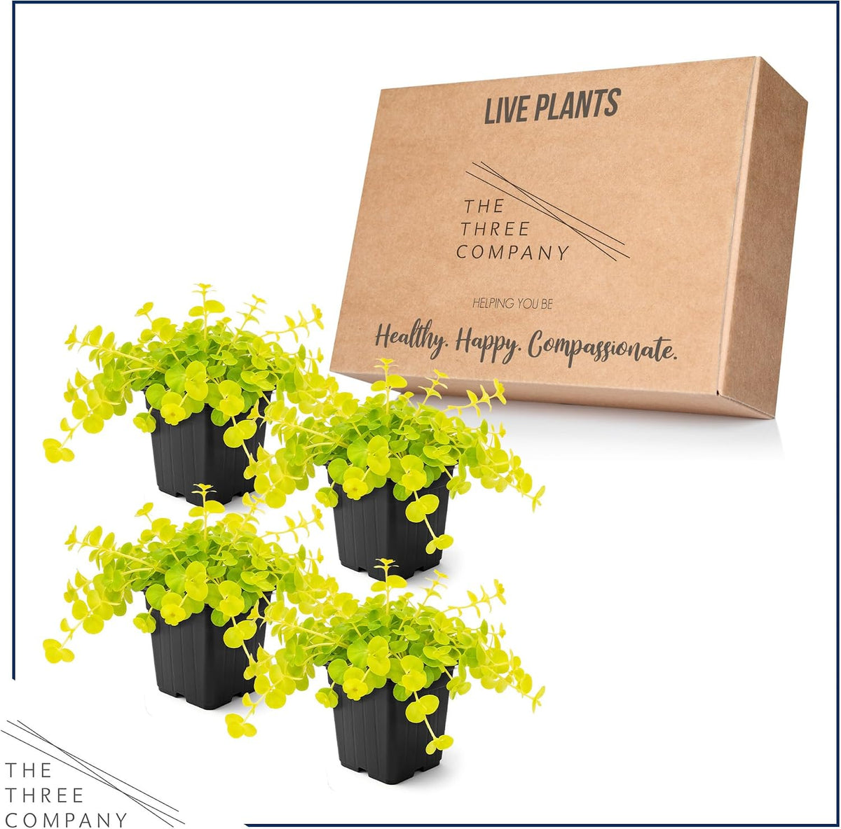 Live Creeping Jenny (Lysimachia nummularia) (4 Pack) - Trailing Ground Cover Perennial, 6" Tall by 4" Wide in 1 Pt Pot