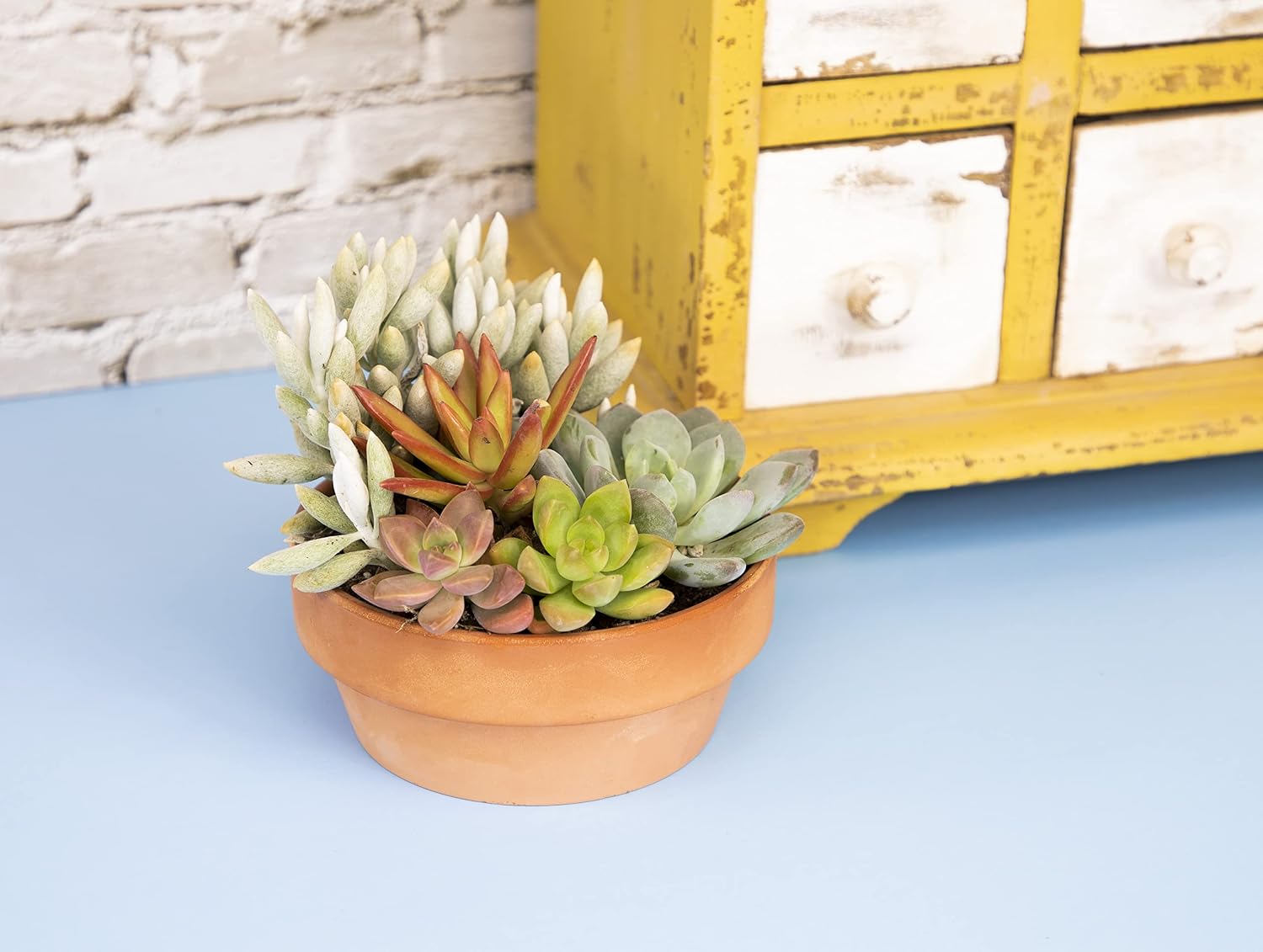 Live Succulents Assortment in Clay Pot, Garden Succulent Planter, Unique Gardening Gifts for Plant Lovers, Live