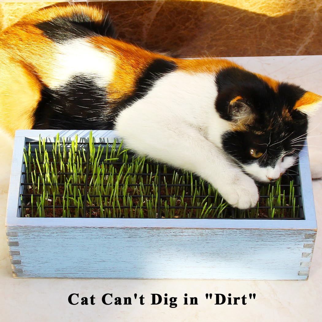 Wooden Cat Grass Planter (no Seeds Included) Anti Digging Design | with Potting Soil Disks, Anti-Digging Grid and