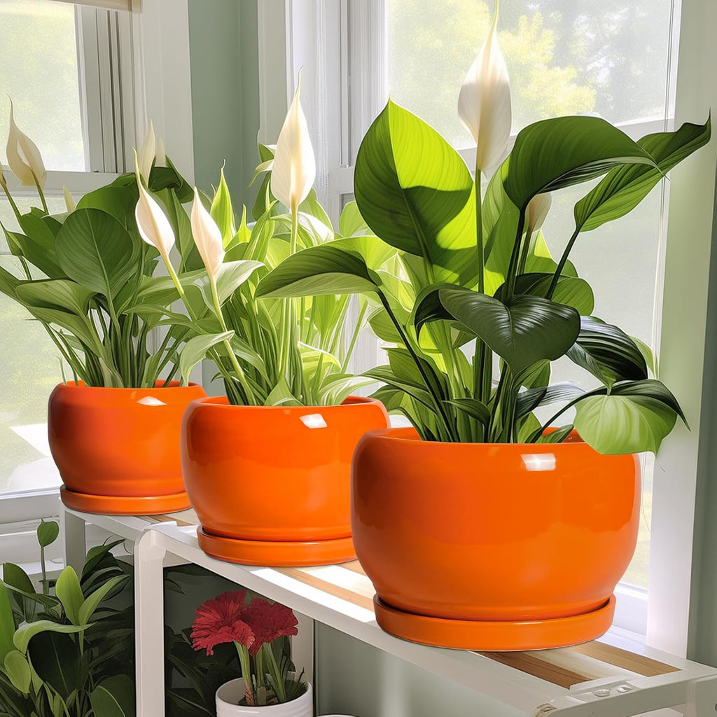 SQOWL Ceramic Plants Pots - 6 Inch Planter Indoor with Drainage Hole and Plant Saucer, Modern Round Planter Outdoor