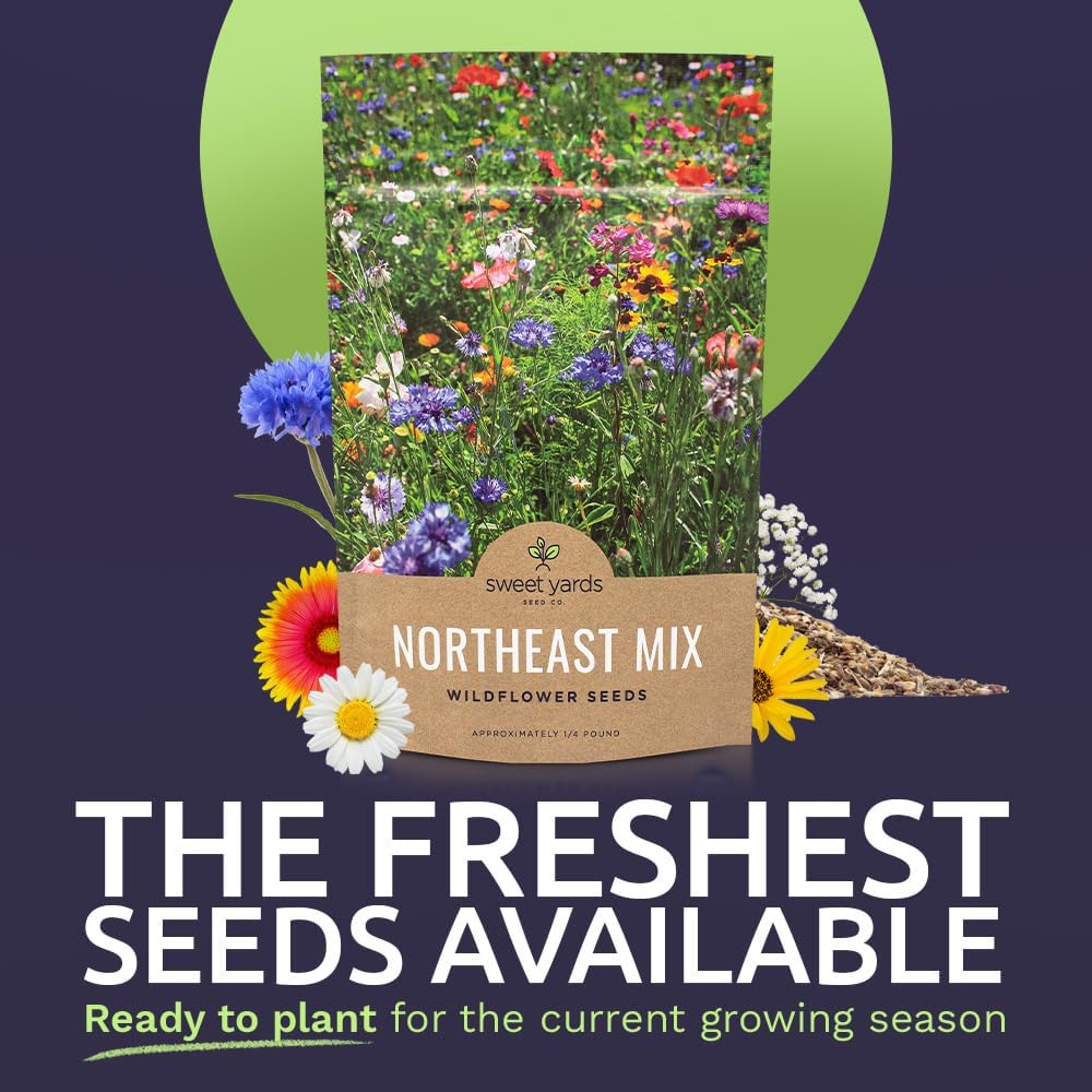 Northeast Wildflower Seed Regional Mixes - Bulk 1/4 Pound Bag - Over 30,000 Native Seeds - Open Pollinated and Non GMO