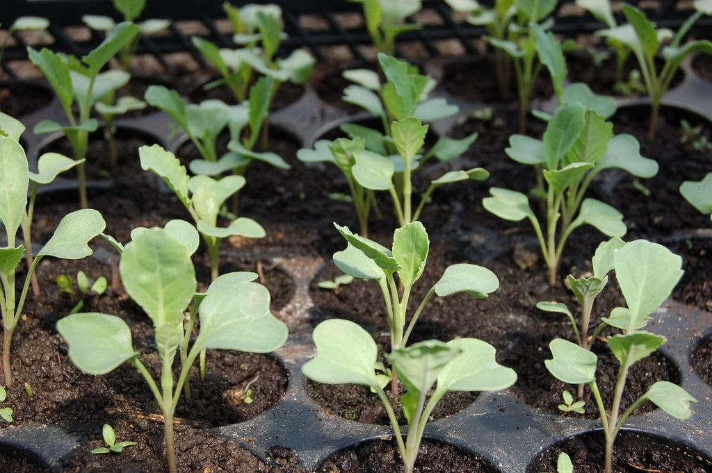 Organic Seedling Solution, Liquid Fertilizer for Seedlings, Cuttings & Clones – Natural Seaweed & Fish-Based Plant Food