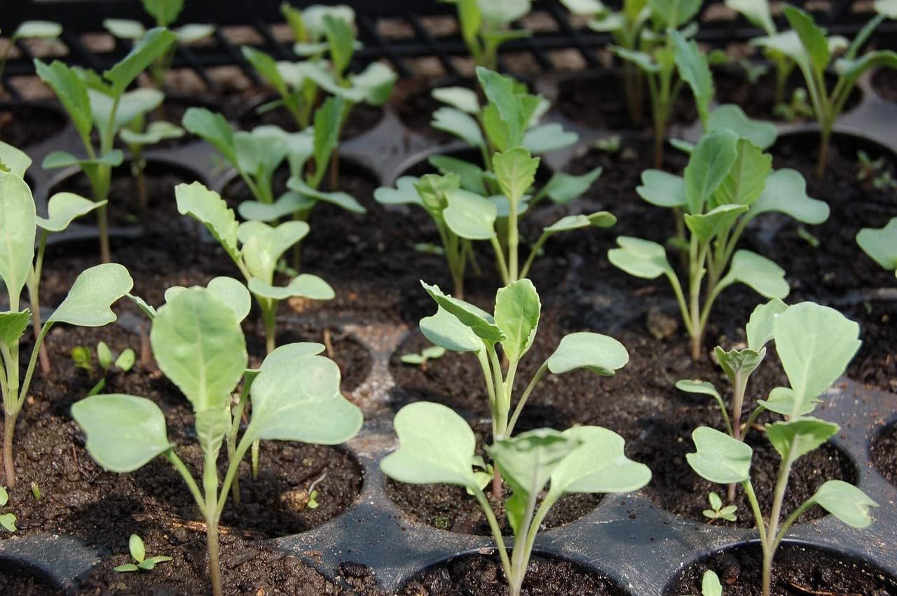 Organic Seedling Solution, Liquid Fertilizer for Seedlings, Cuttings & Clones – Natural Seaweed & Fish-Based Plant Food