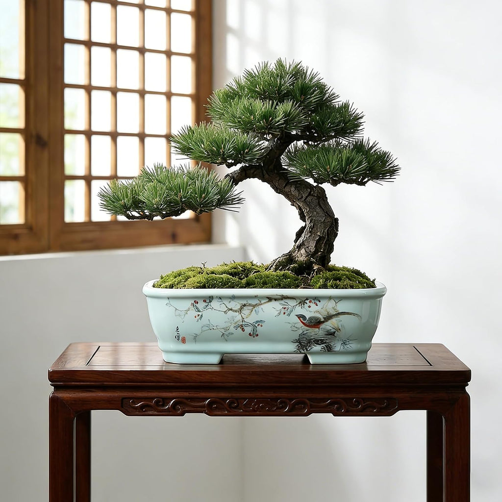 8" Bonsai Pots with Tray, Rectangular Planter in Blue & White | 8" glazed ceramic bonsai pots with tray, large shallow