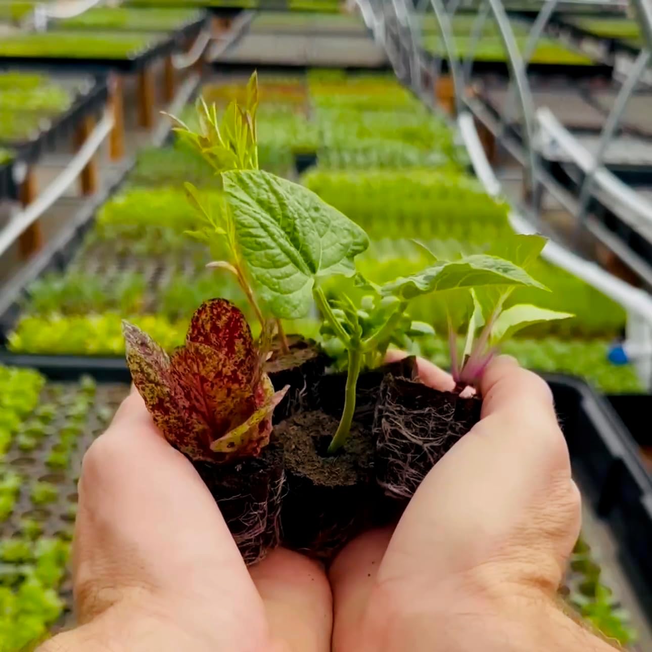 Herb Seedlings: Ready-to-Plant Seedlings, Starts, Plugs, Garden-Ready, Live Plants, Transplants, Pre-sprouted, for Soil