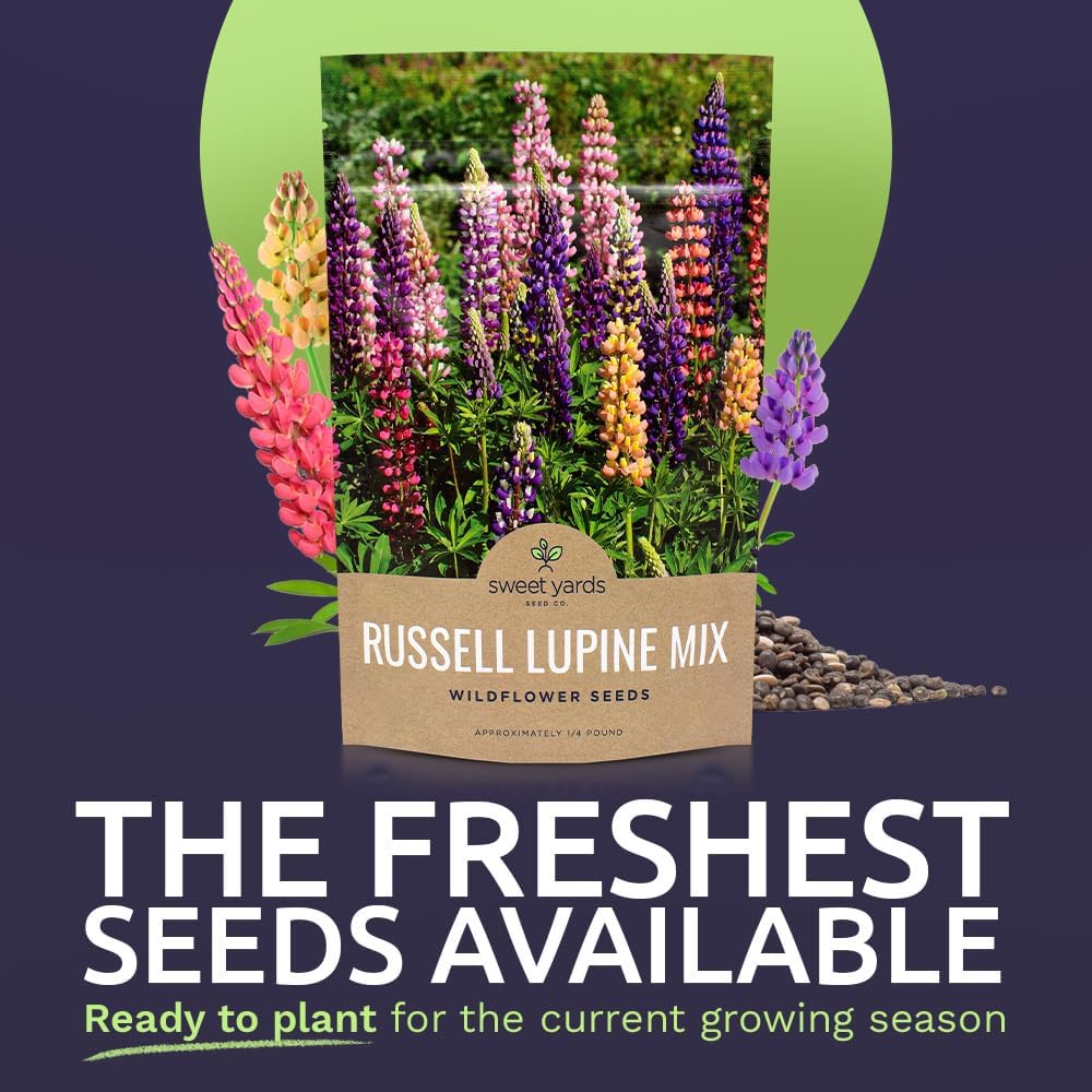 Russell Lupine Seeds – Bulk Quarter Pound Bag – Over 5,000 Open Pollinated Non-GMO Perennial Wildflower Seeds – Lupinus