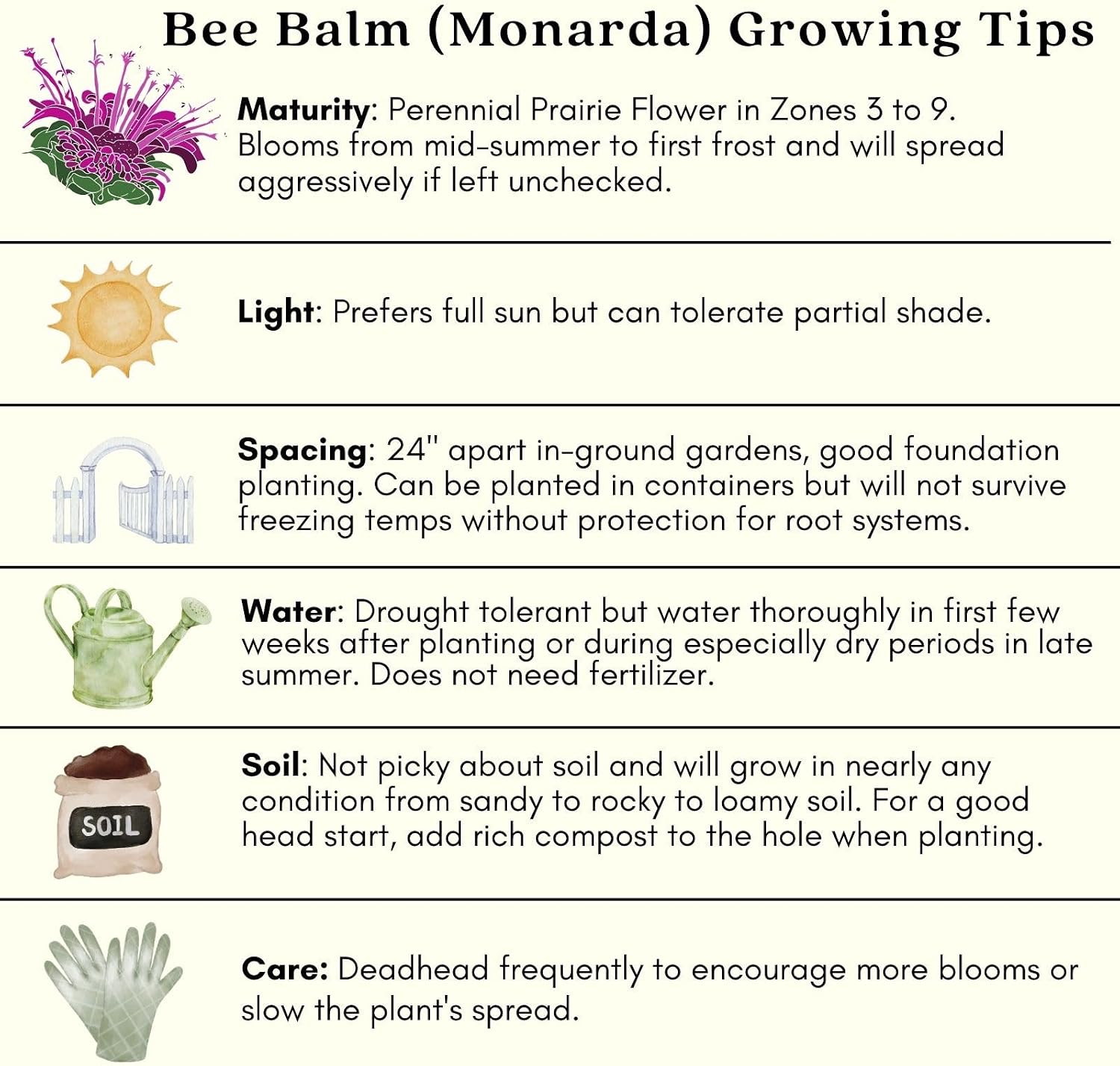 Clovers Garden Bee Balm Balmy Lilac (Monarda) Plants – Two (2) Live Plants – Non-GMO - Not Seeds - Each 4" to 8" Tall –